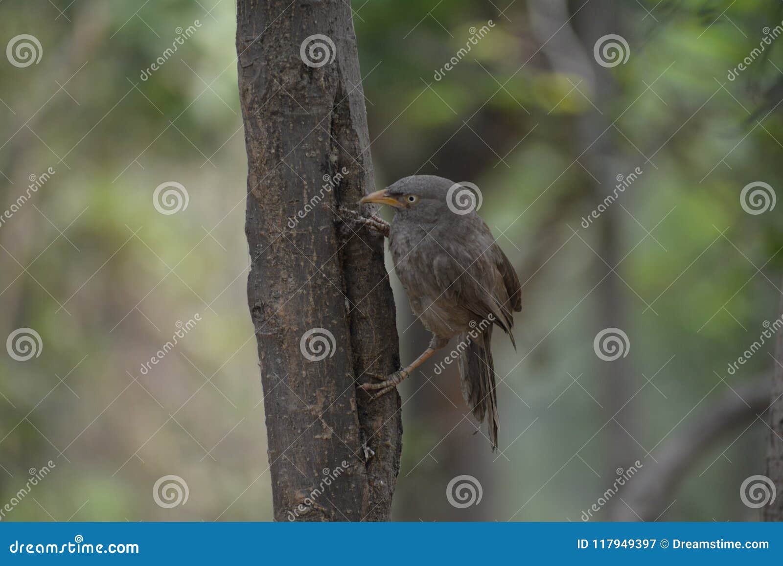 common indian jungle blabber bird