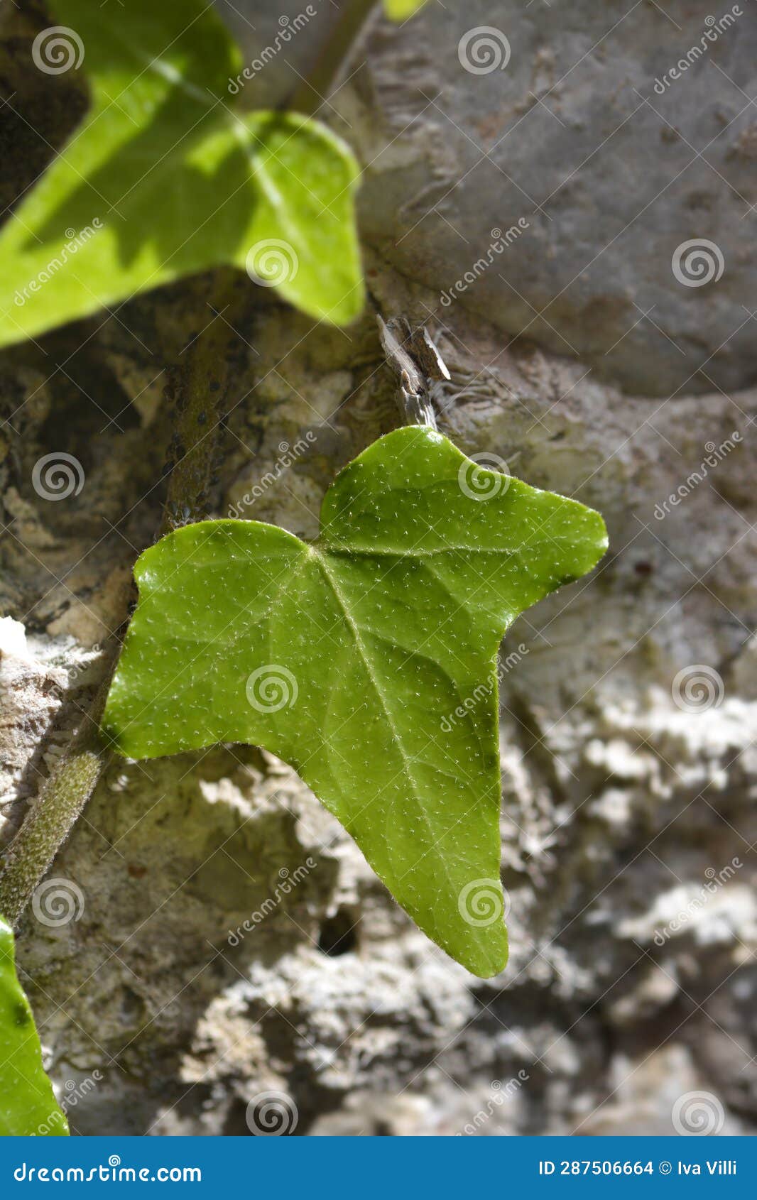 Common ivy stock photo. Image of evergreen, plant, common - 287506664