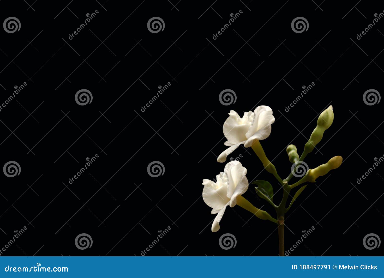 Common Jasmine, White Flower Isolated on Black Background Stock Image