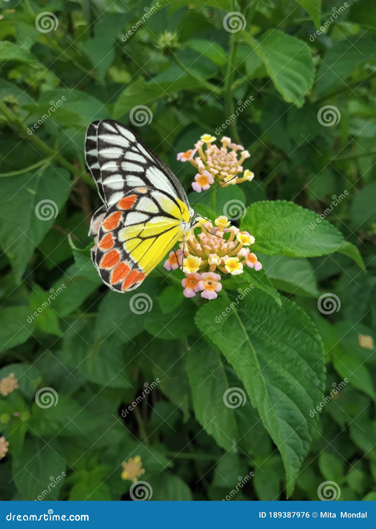 common jezebel butterfly sucking honey from flower