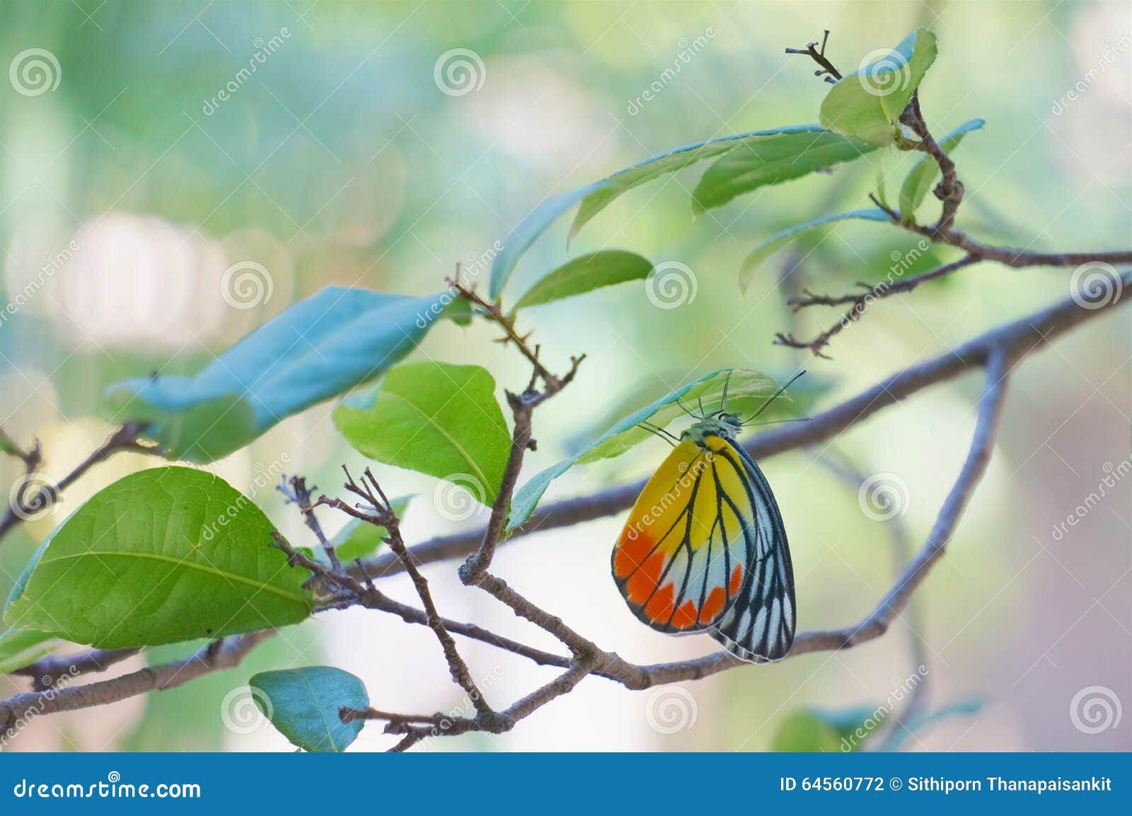 common jezebel is butterfly with yellow and red wings