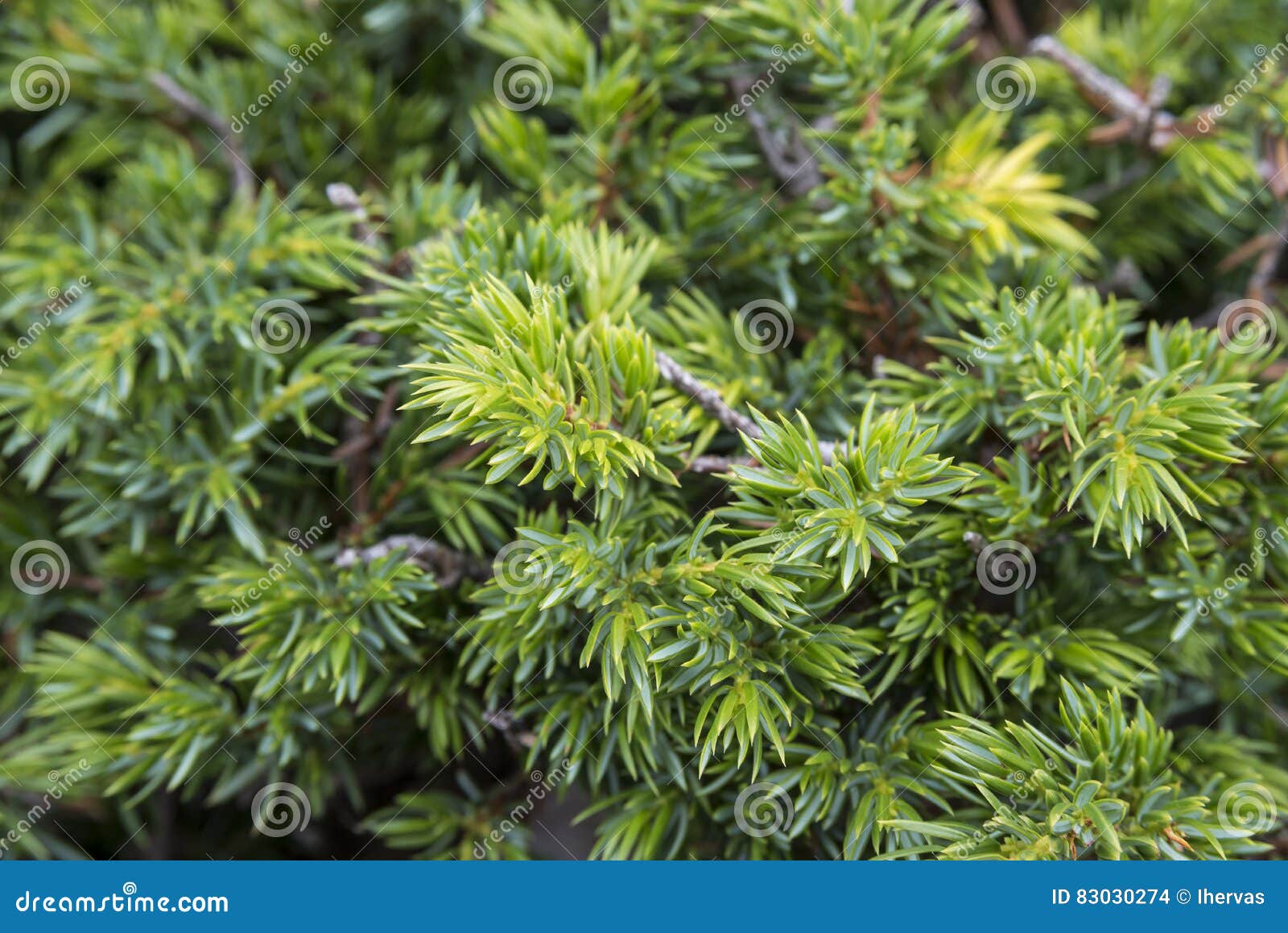common juniper, juniperus communis subsp. alpina