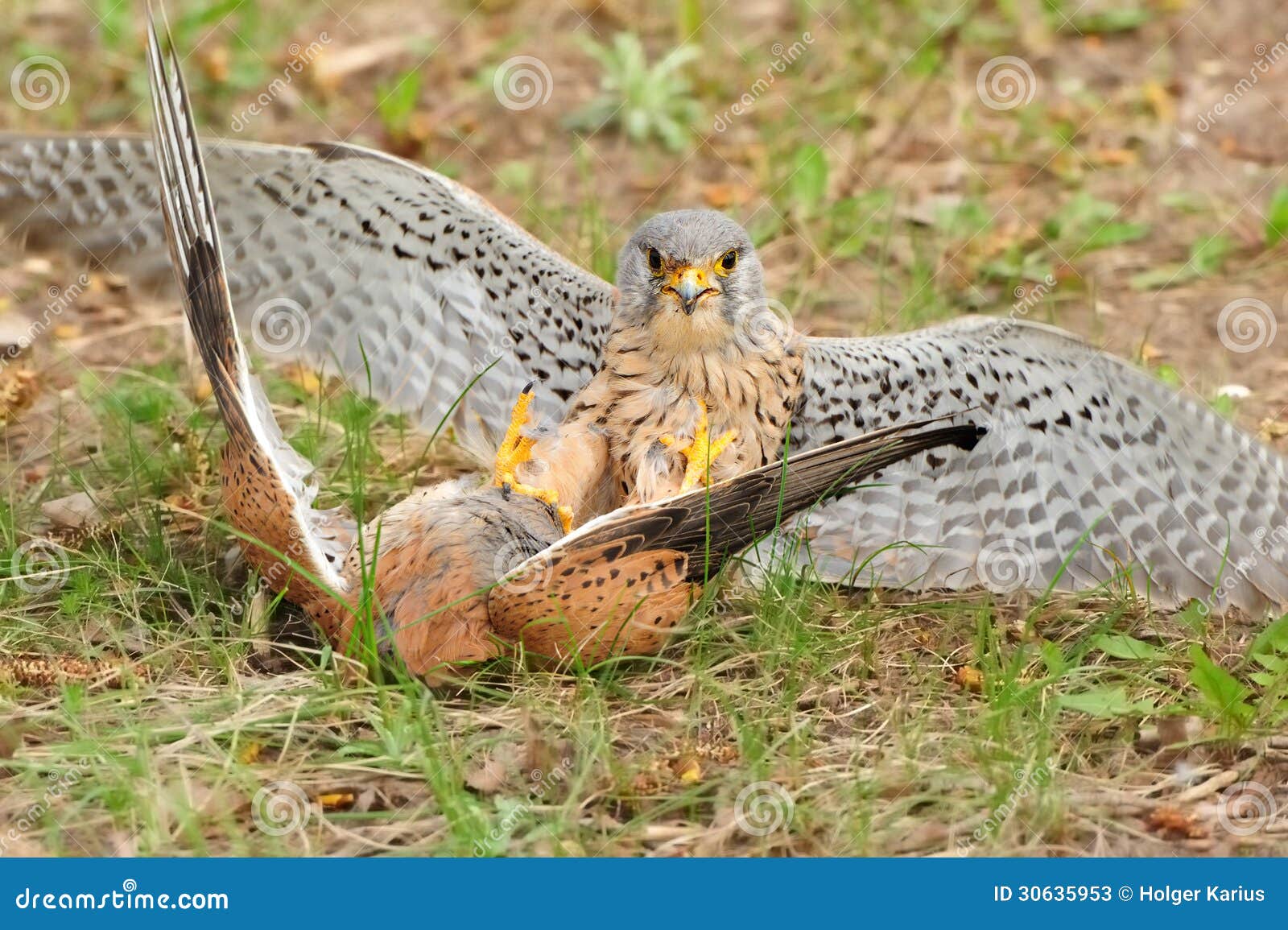 common kestrel (falco tinnunculus)