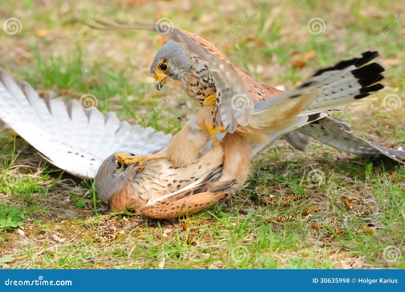 common kestrel (falco tinnunculus)