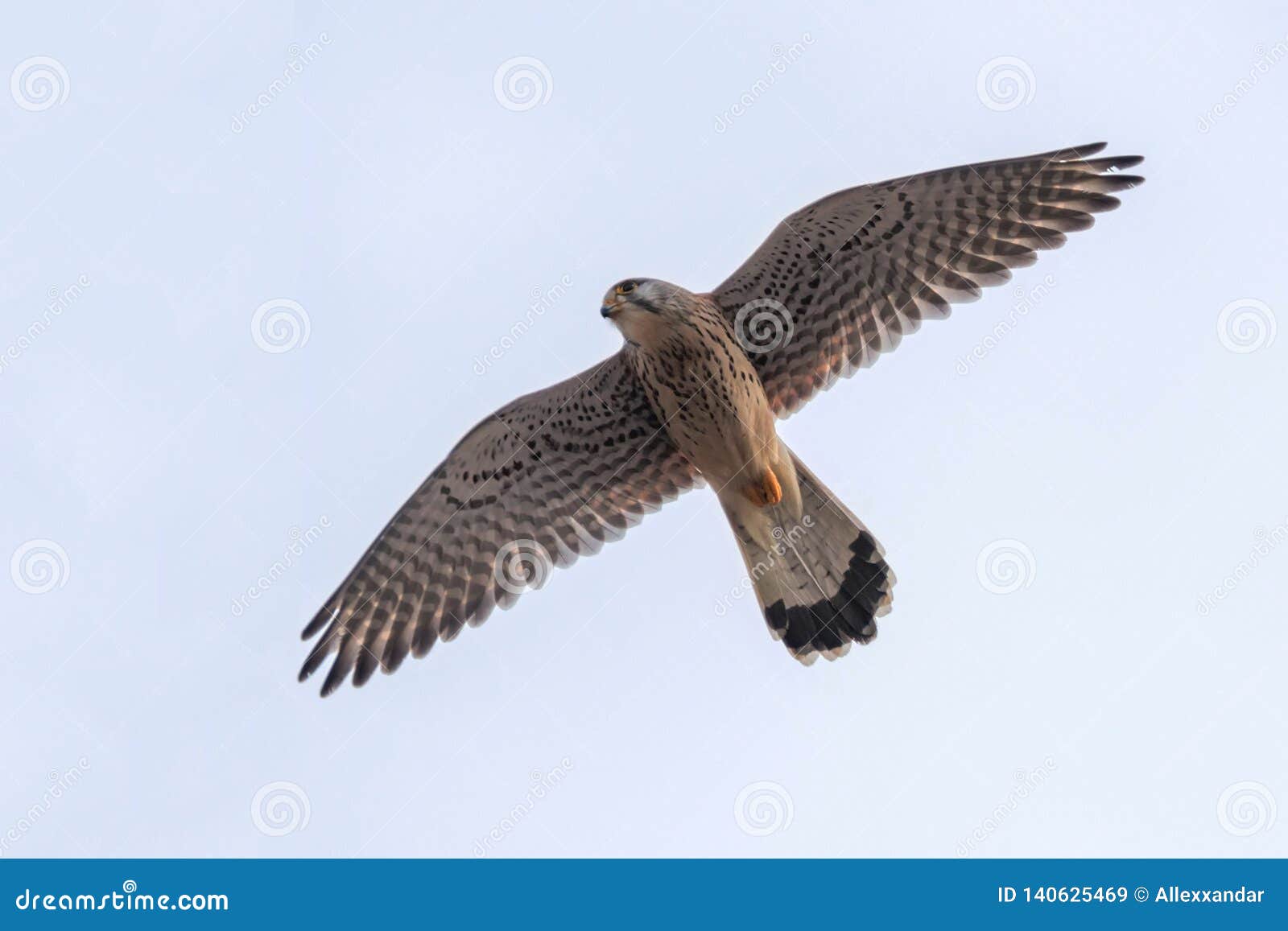 Common Kestrel Falco tinnunculus. Common Kestrel in flight wildlife