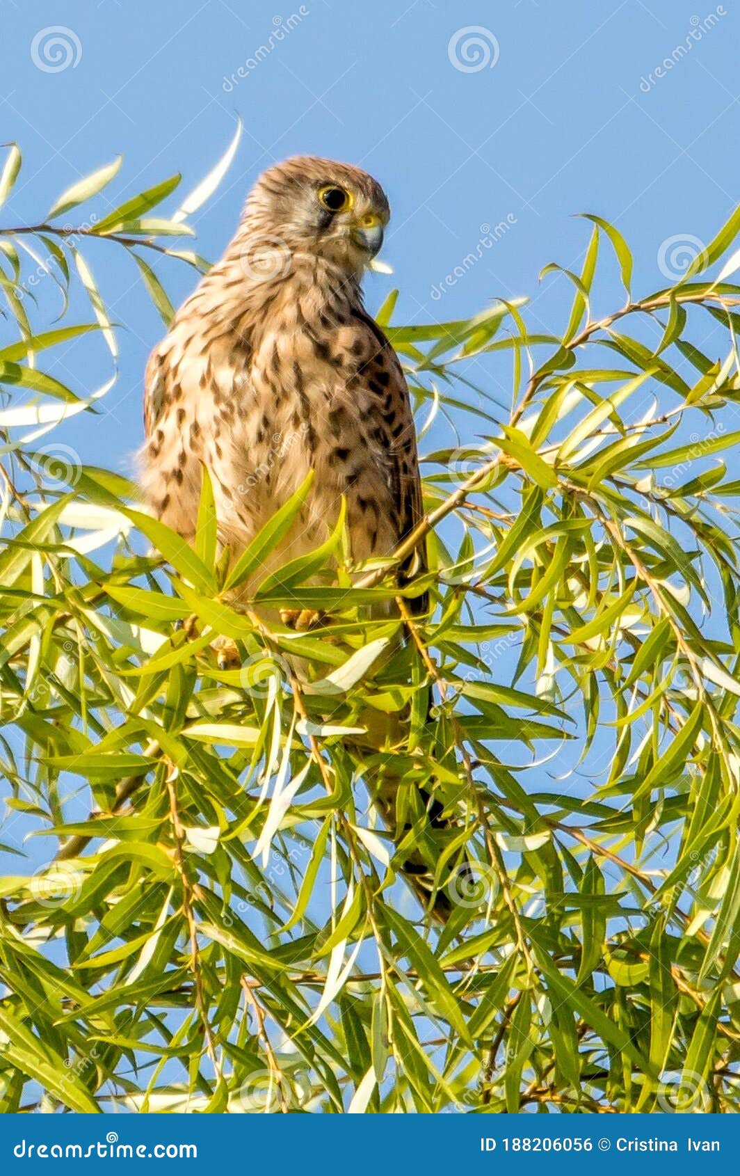 common kestrel resting on top of a willow tree