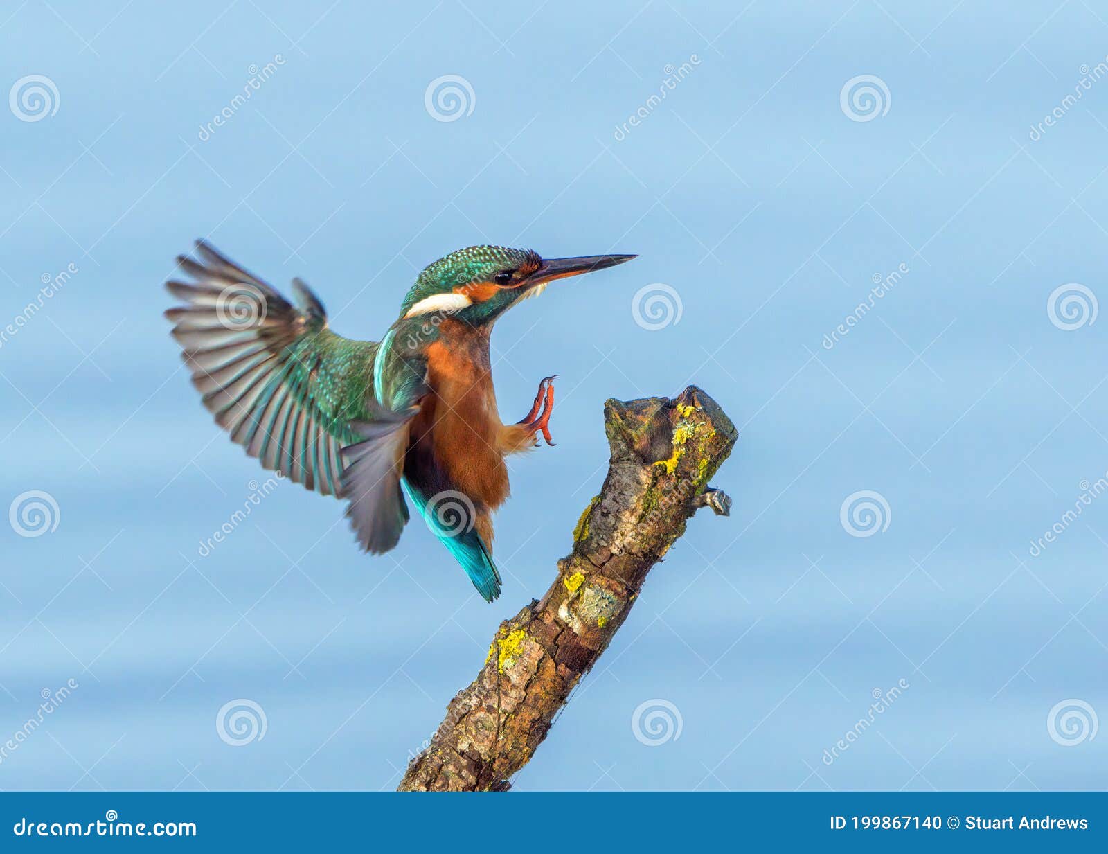 common kingfisher - alcedo atthis landing on a stick.