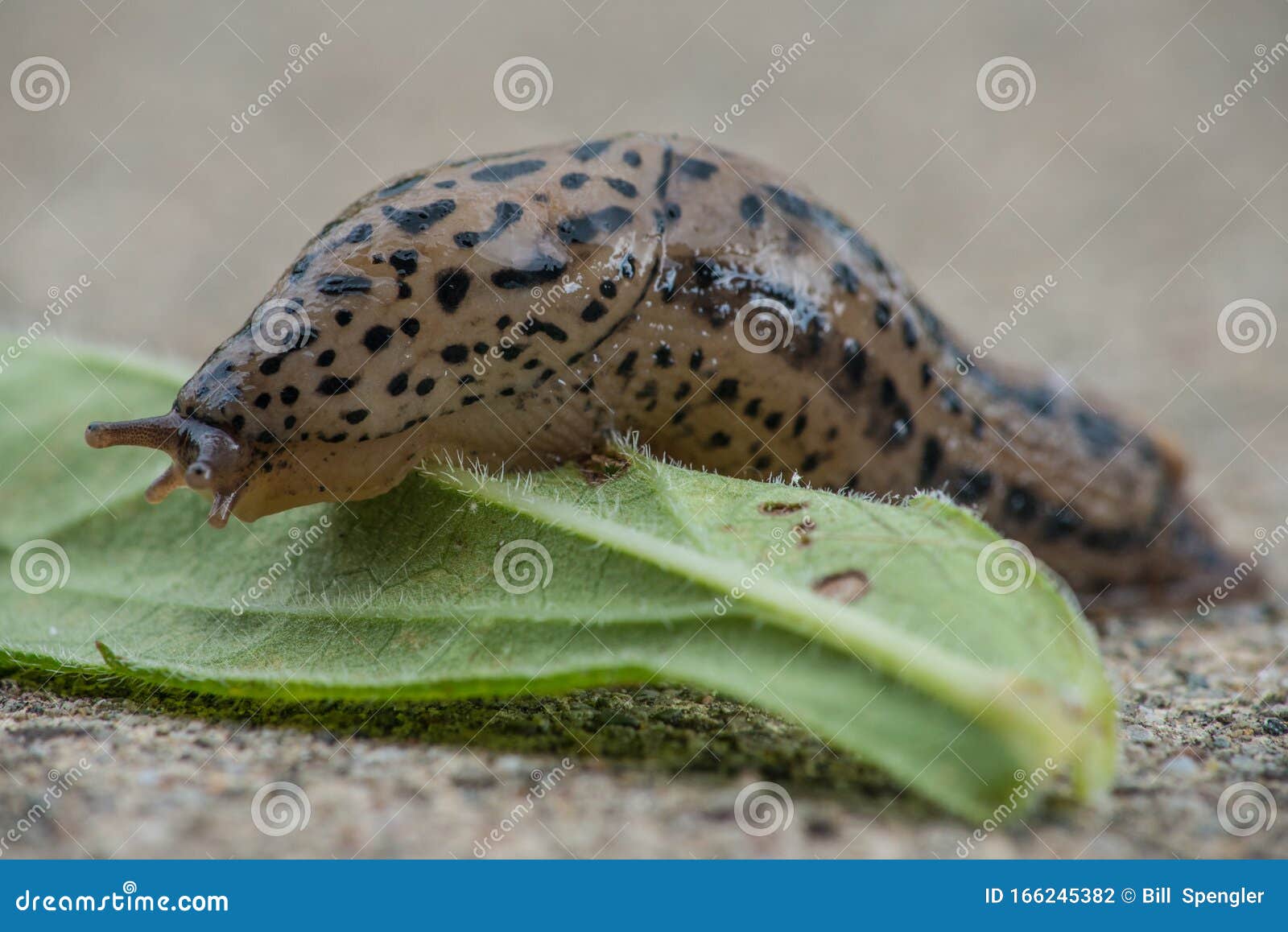 common land slug