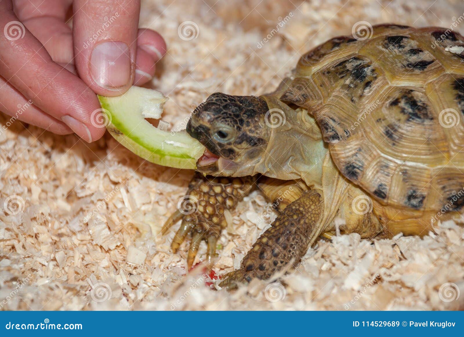 A Common Land Tortoise Eats a Piece of Apple Stock Image Image of