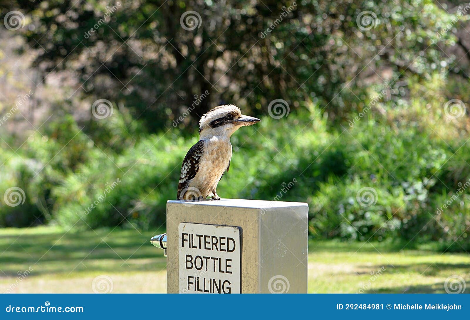 common or laughing kookaburra sitting on a drinking water fountain