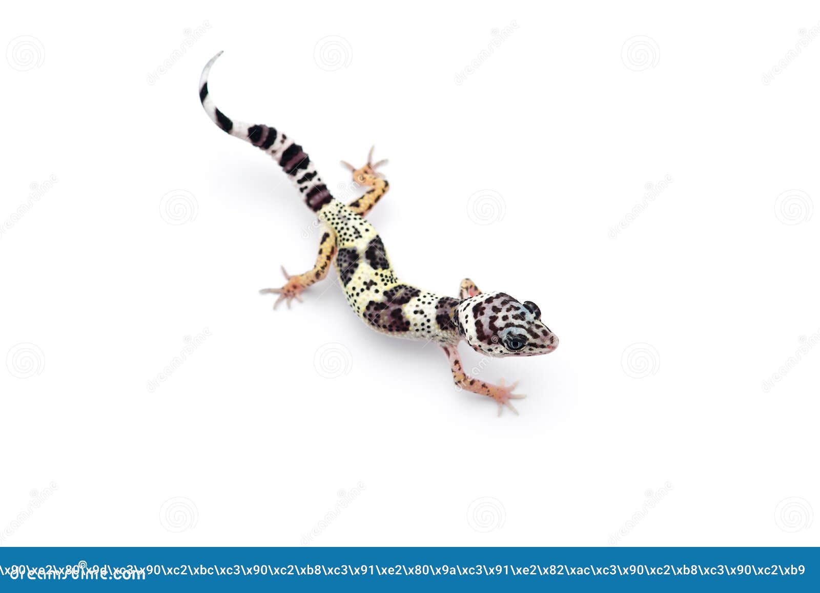 The Common Leopard Gecko Isolated on White Background Stock Image