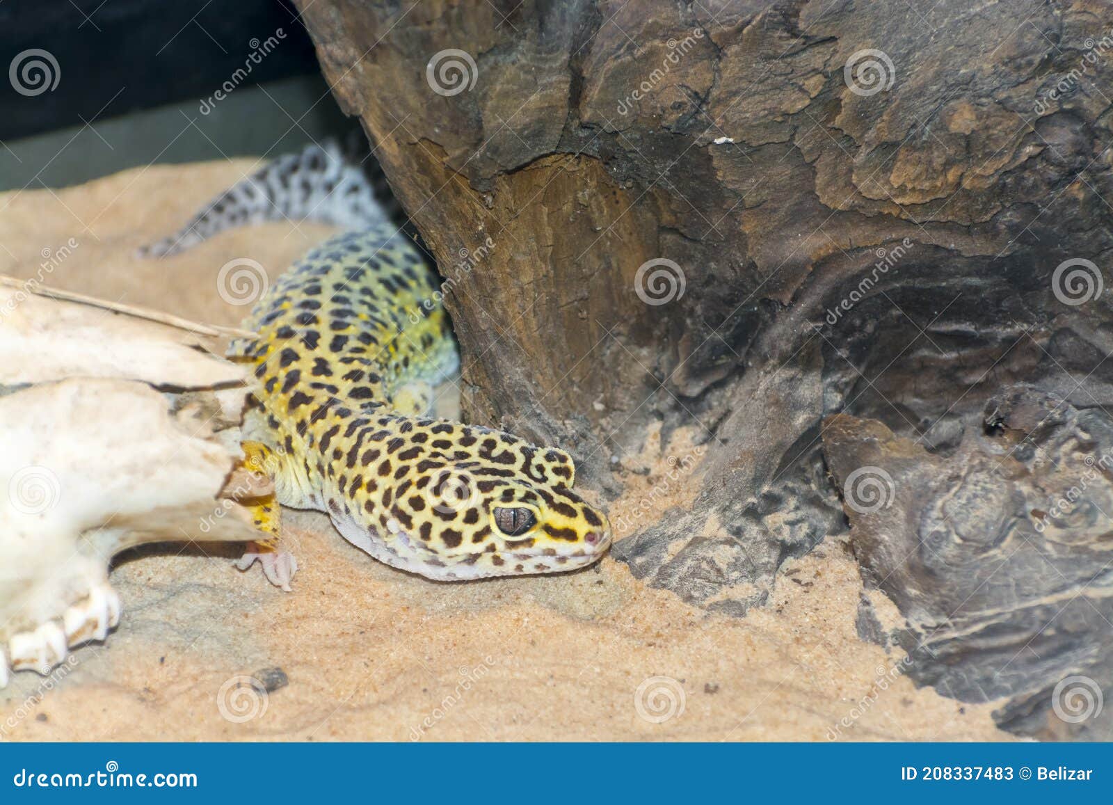 Common Leopard Gecko in a Sandy Terrarium Stock Image Image of