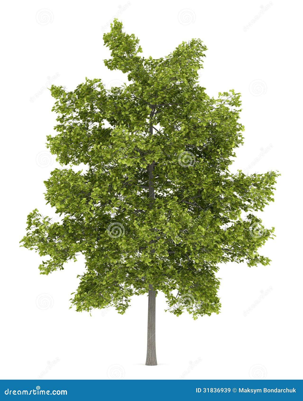 Lime Tree Silhouette Cartoon Vector 13357755