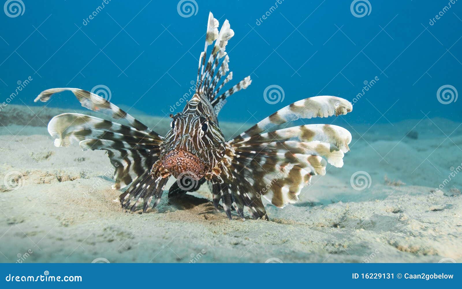 common lionfish on the sandy seabed.