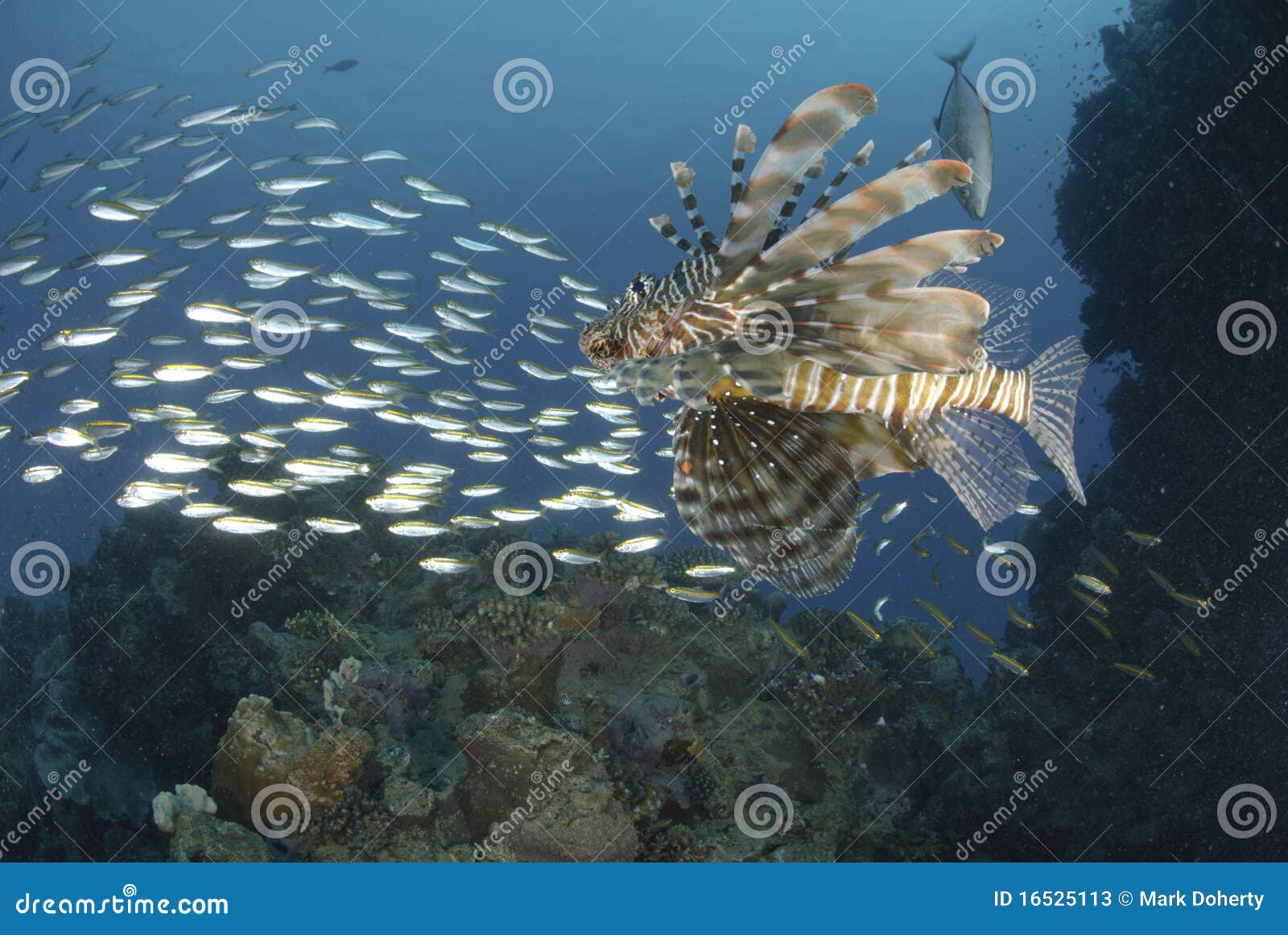 Common Lionfish and School of Small Bait Fish Stock Image - Image of miles,  poisonous: 16525113