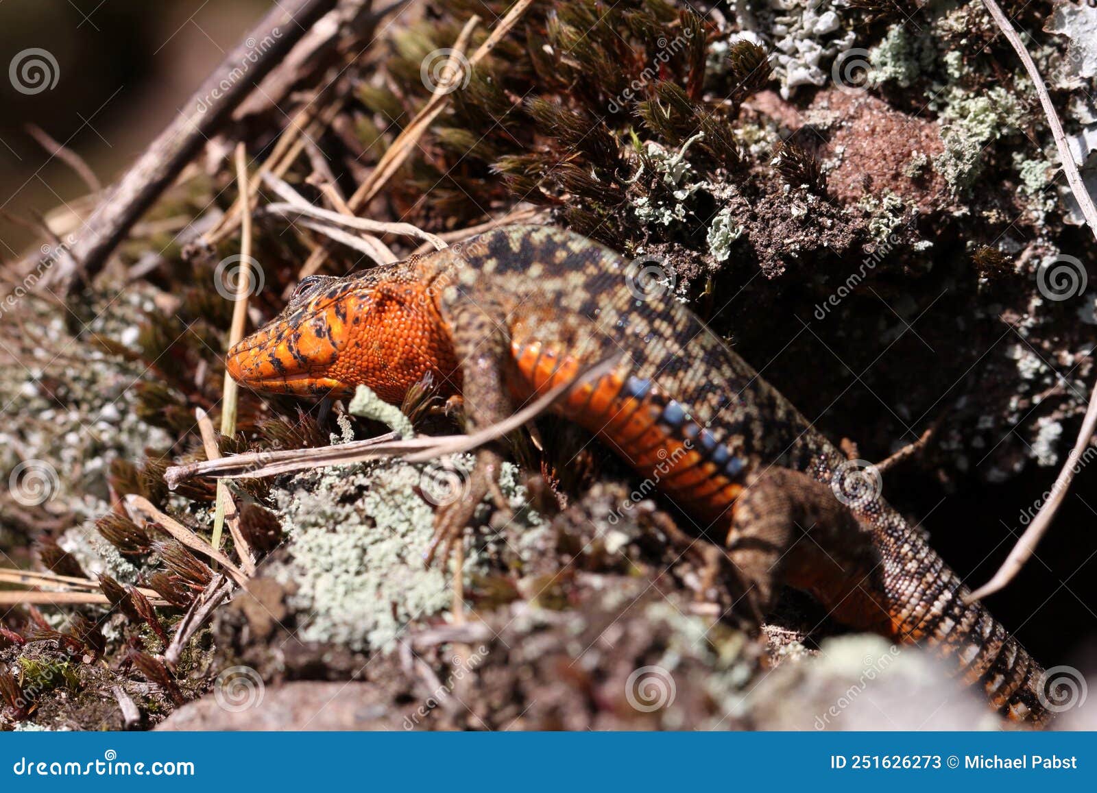 Common Lizard Climbing on a Sandstone Rock Stock Image Image of