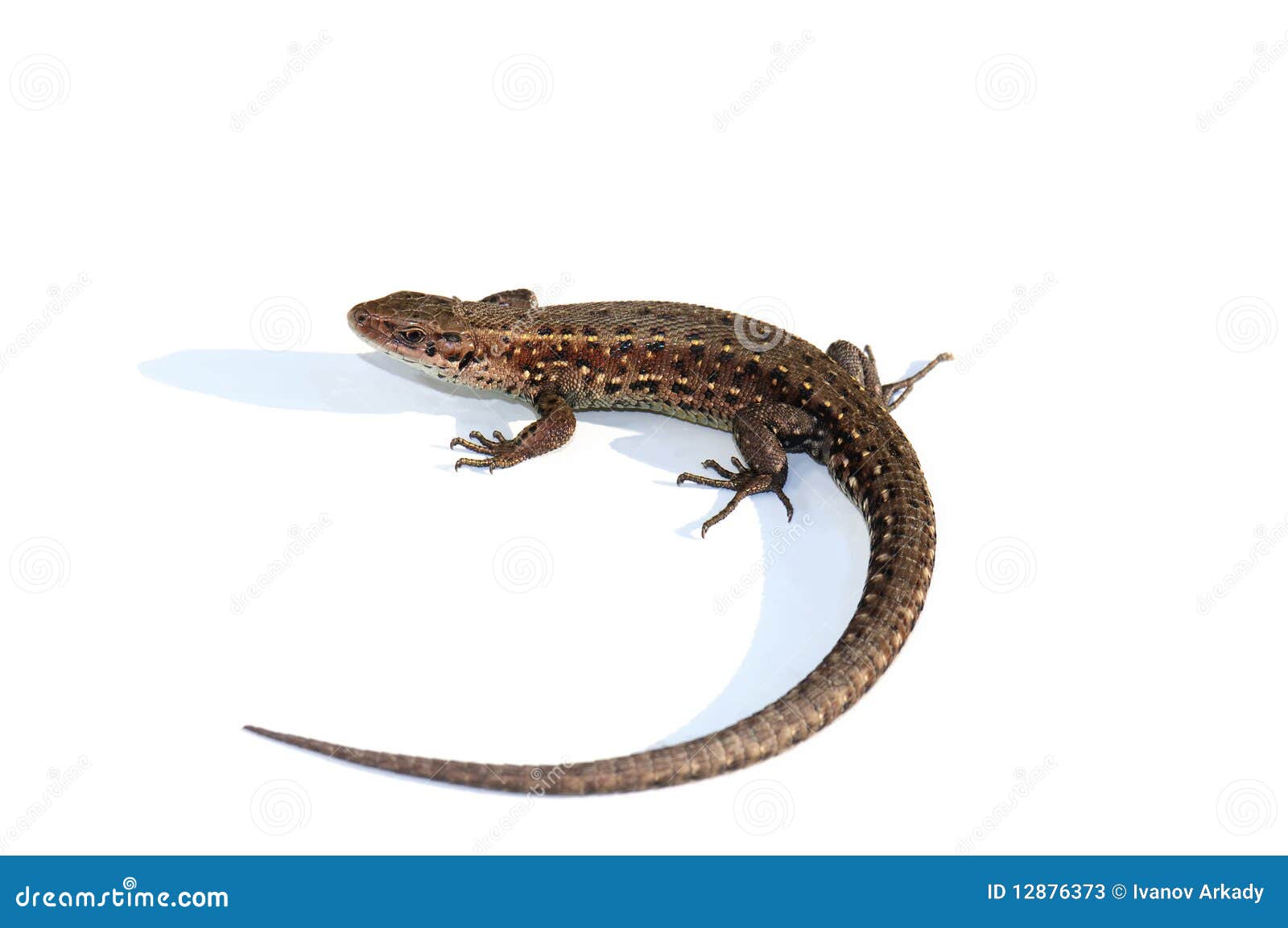 Common Lizard (Lacerta Vivipara) Stock Image Image of tail, lizard