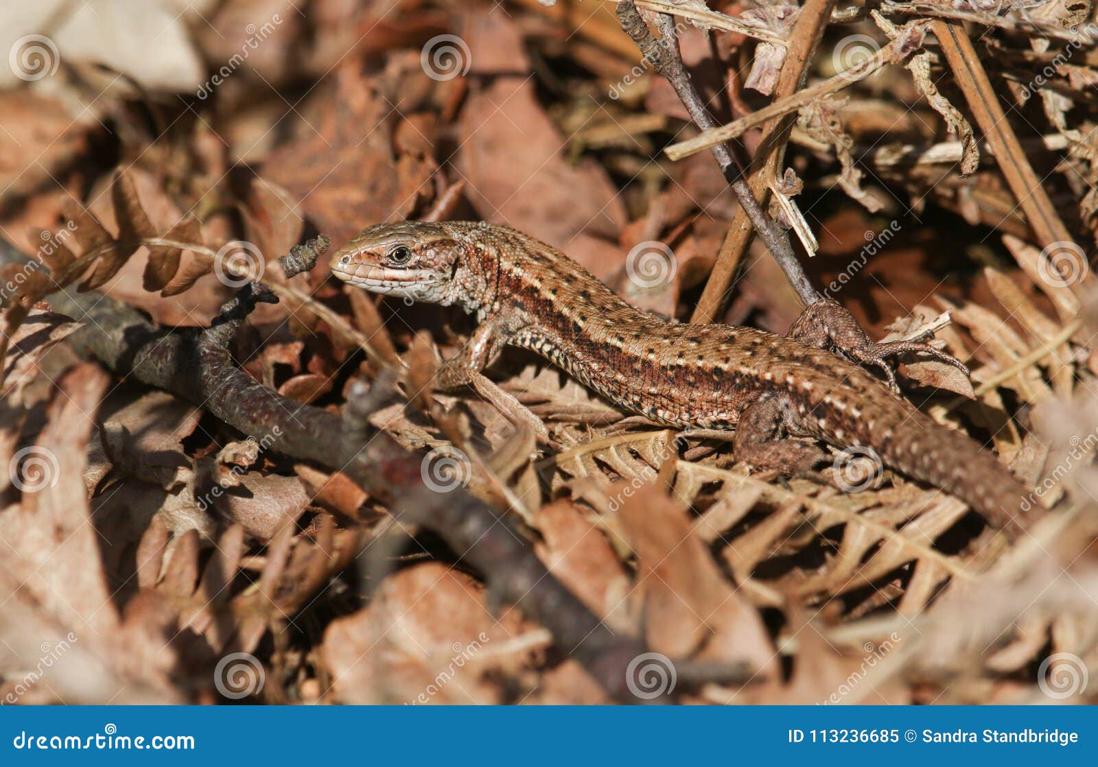 a stunning common lizard lacerta zootoca vivipara warming itself in the spring sunshine on leaf litter on the ground.