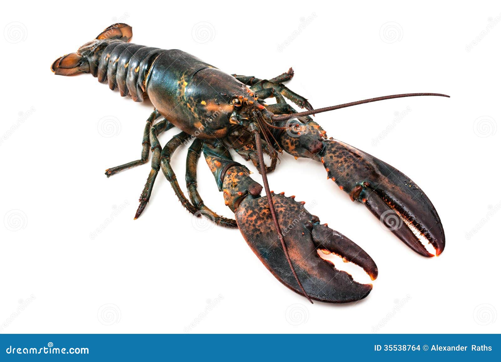 Common lobster stock photo. Image of gourmet, eating 35538764