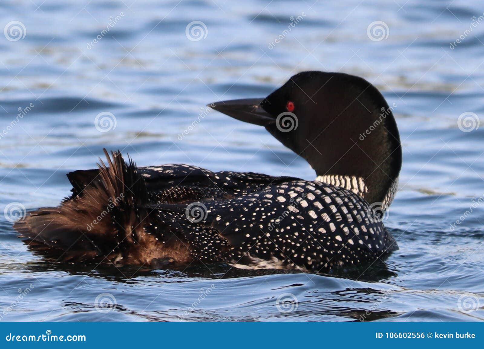 Common Loon Red Eye Over Shoulder Stock Photo Image of blue, loon