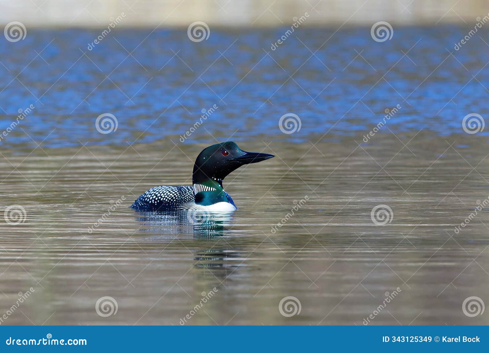 common loon (gavia immer)