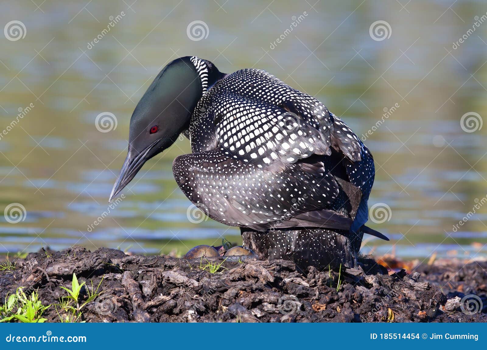 a common loon gavia immer sitting on nest checking her two eggs on wilson lake, que, canada