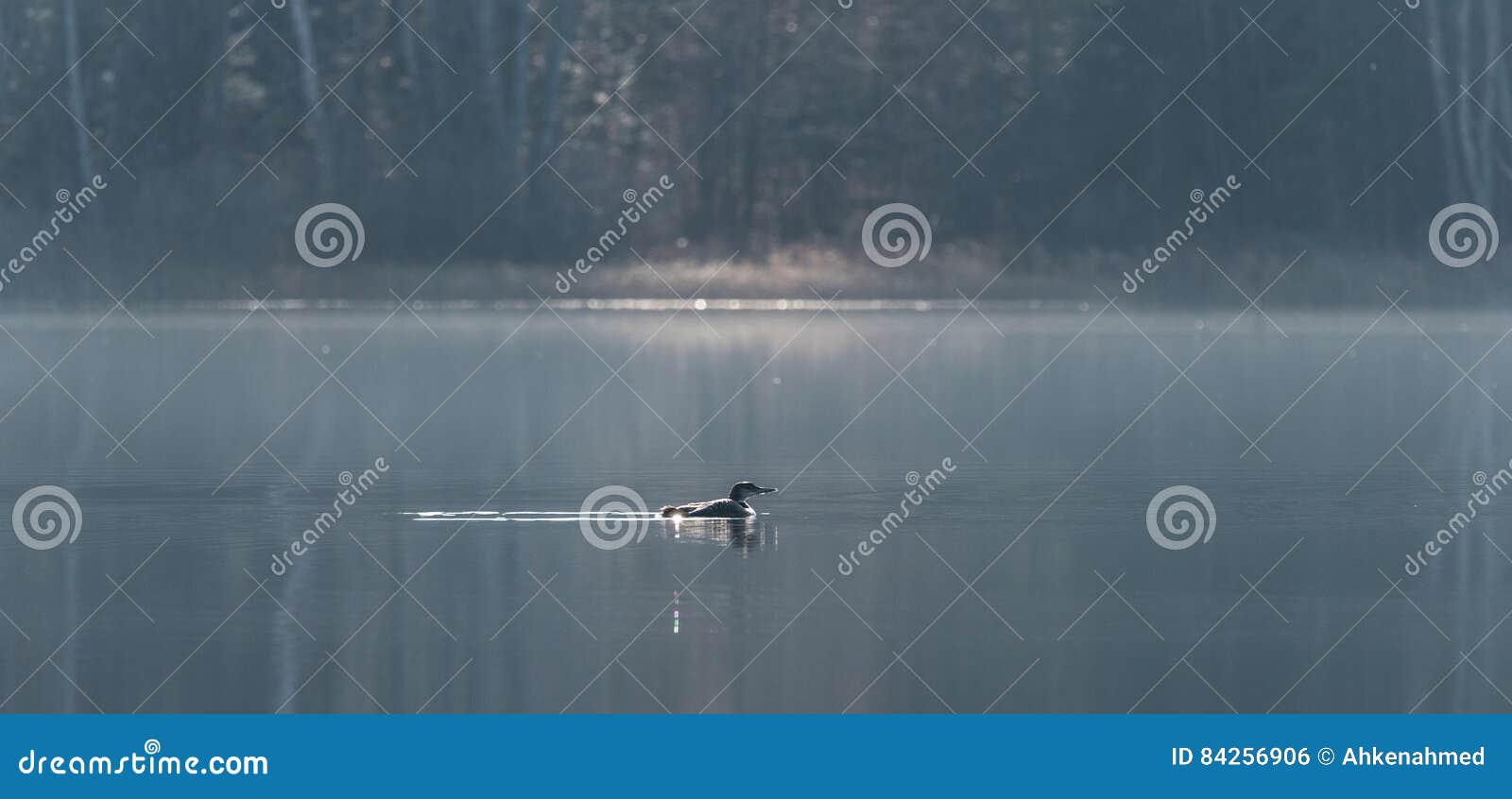 common loon - gavia immer - swims slowly on a lake surface.