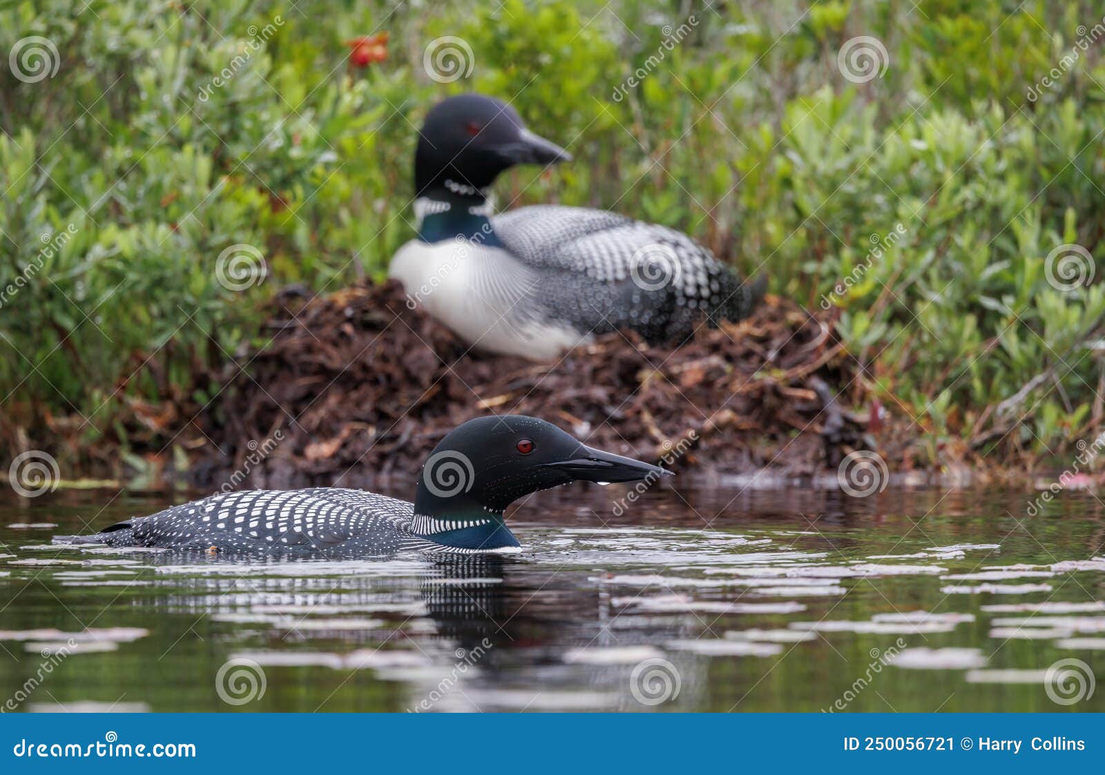 Common Loon in Maine stock image. Image of bird, florida 250056721