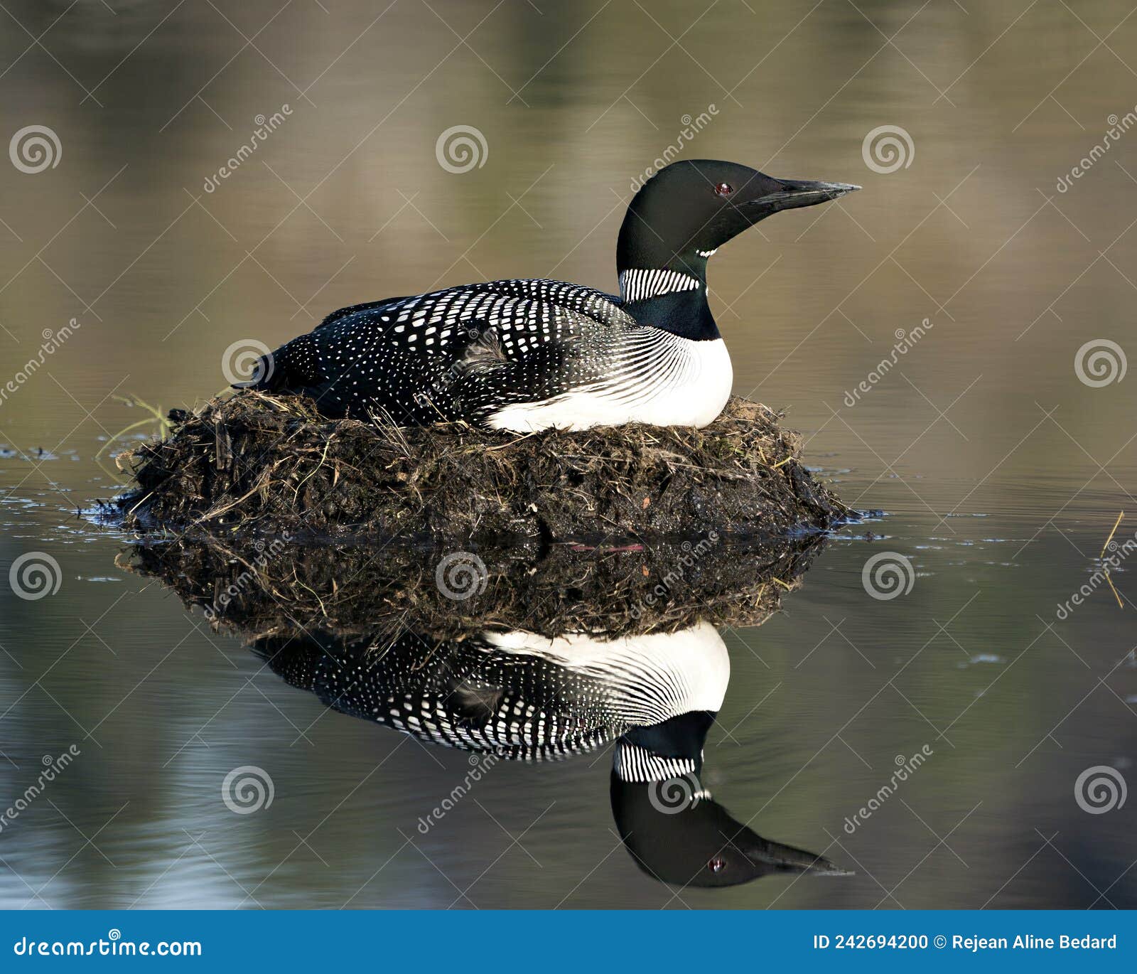 Common Loon Photo Stock. Loon on Nest. Loon in Wetland. Loon on Lake 