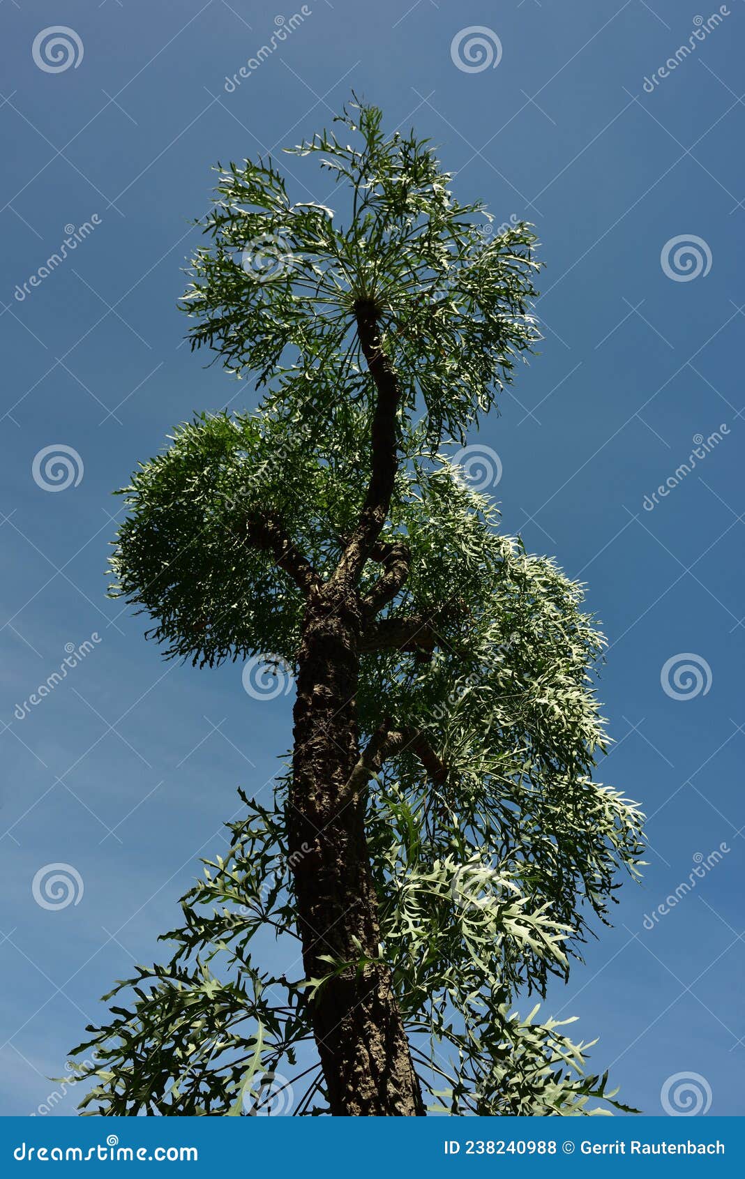 the common or lowveld cabbage tree