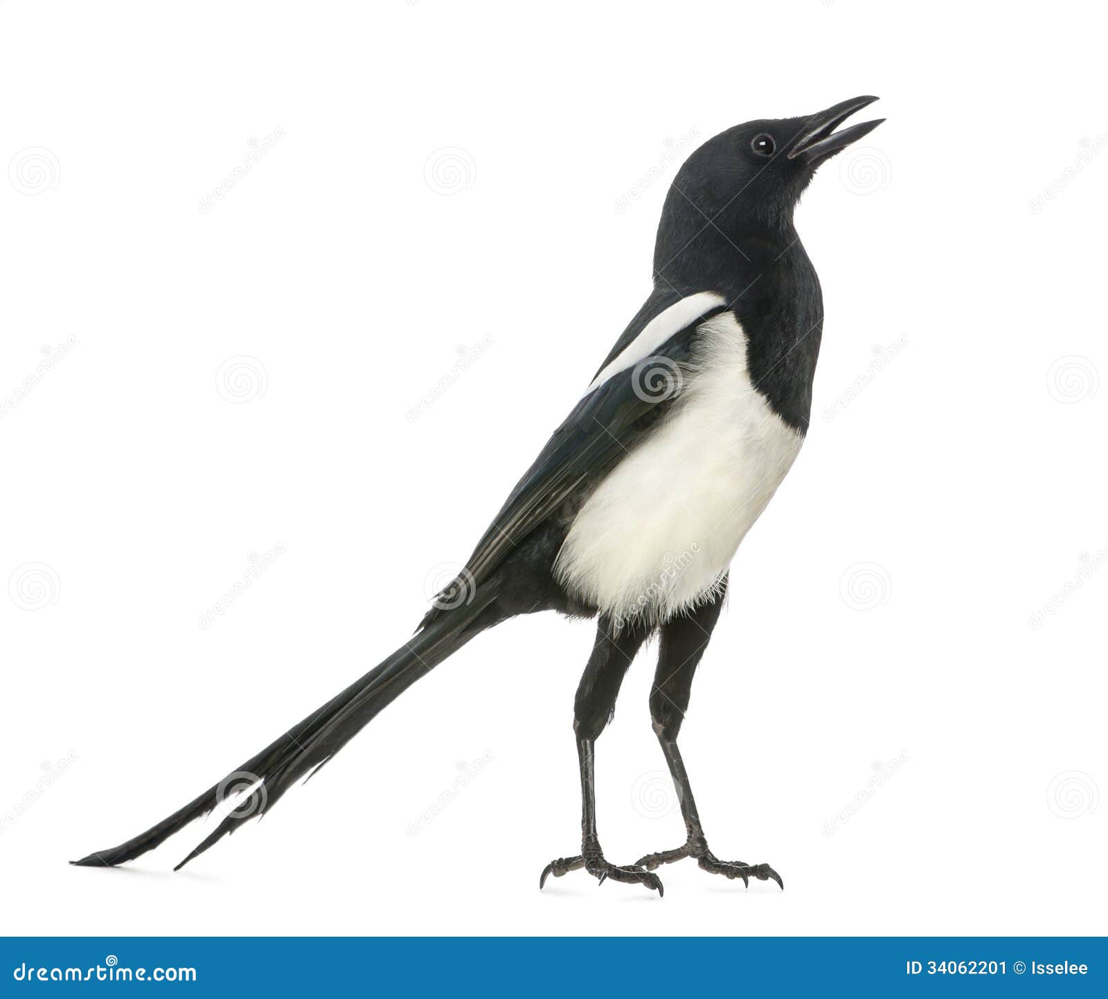 common magpie chattering, upright, pica pica, 