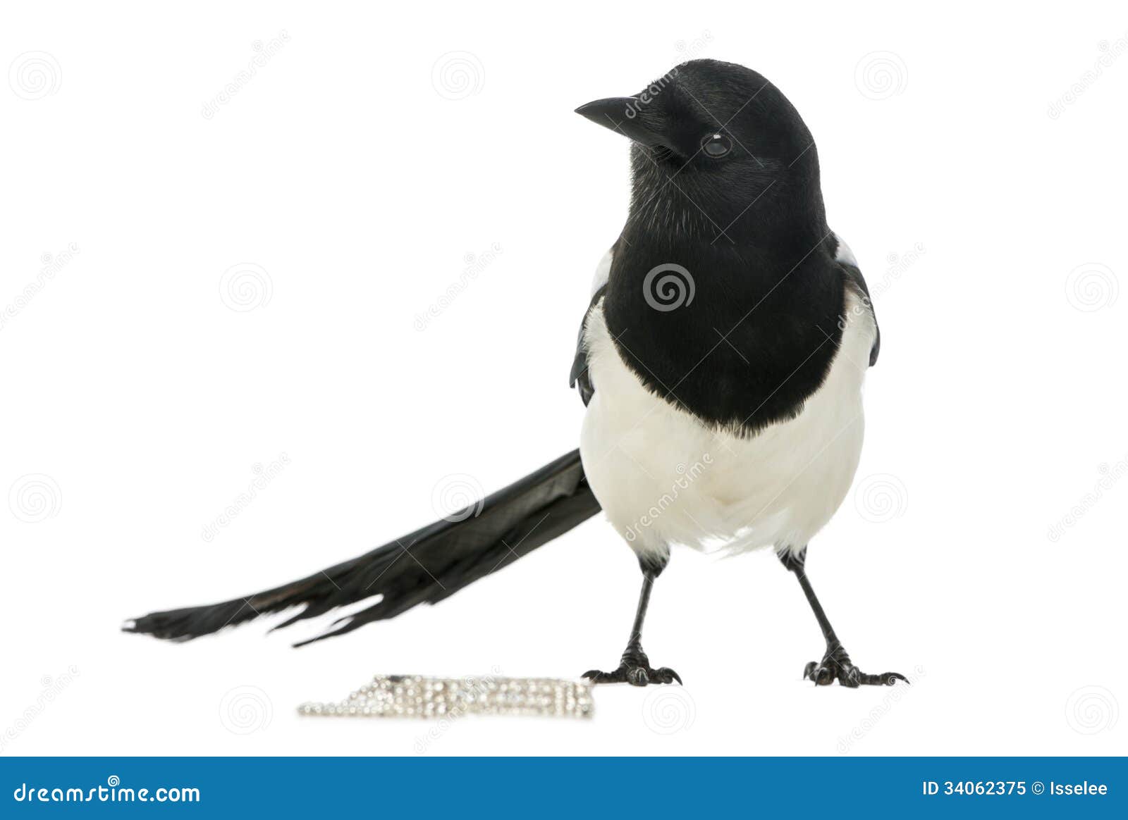 common magpie with jewellery, pica pica, 