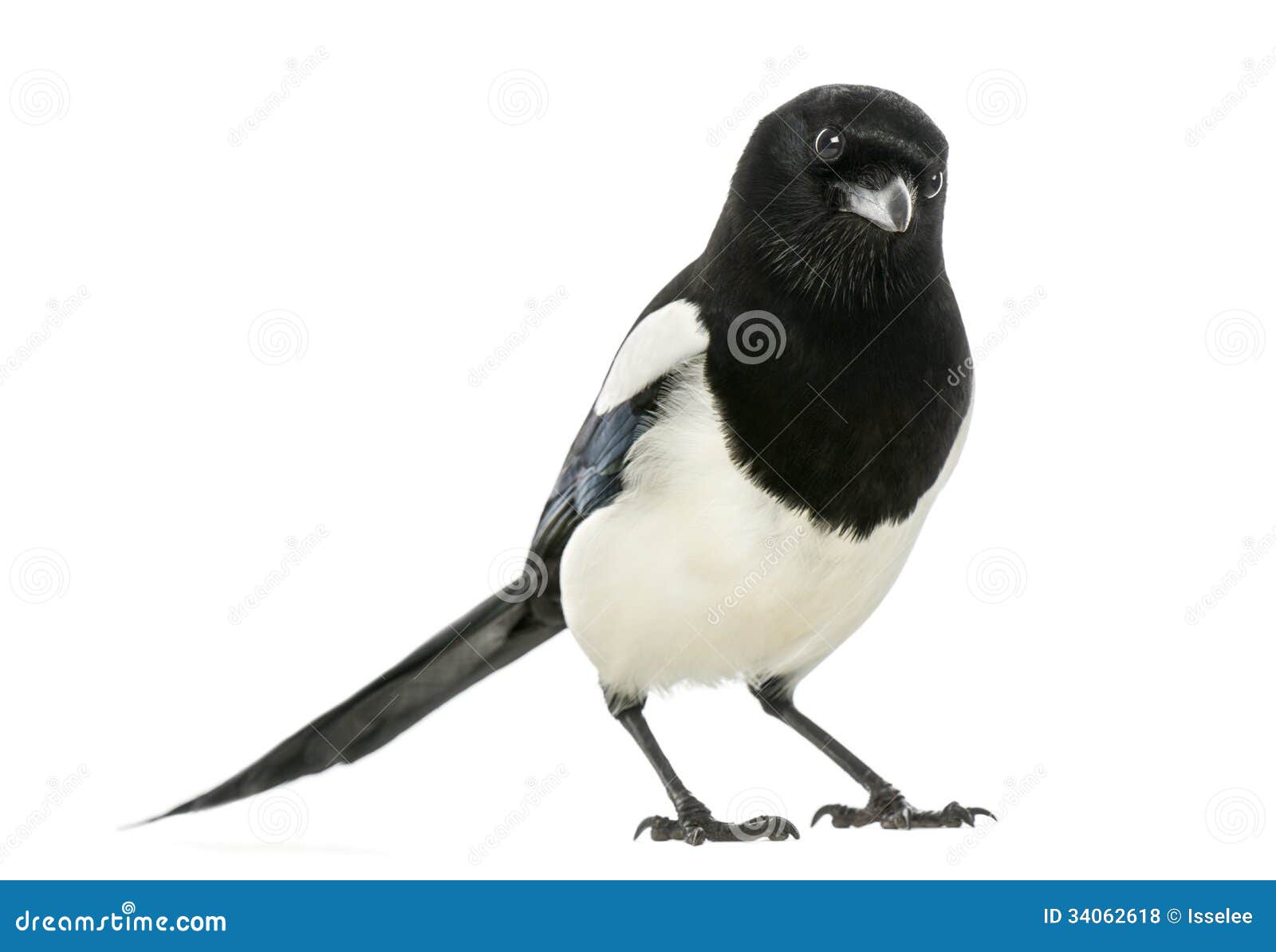 common magpie looking at the camera, pica pica, 