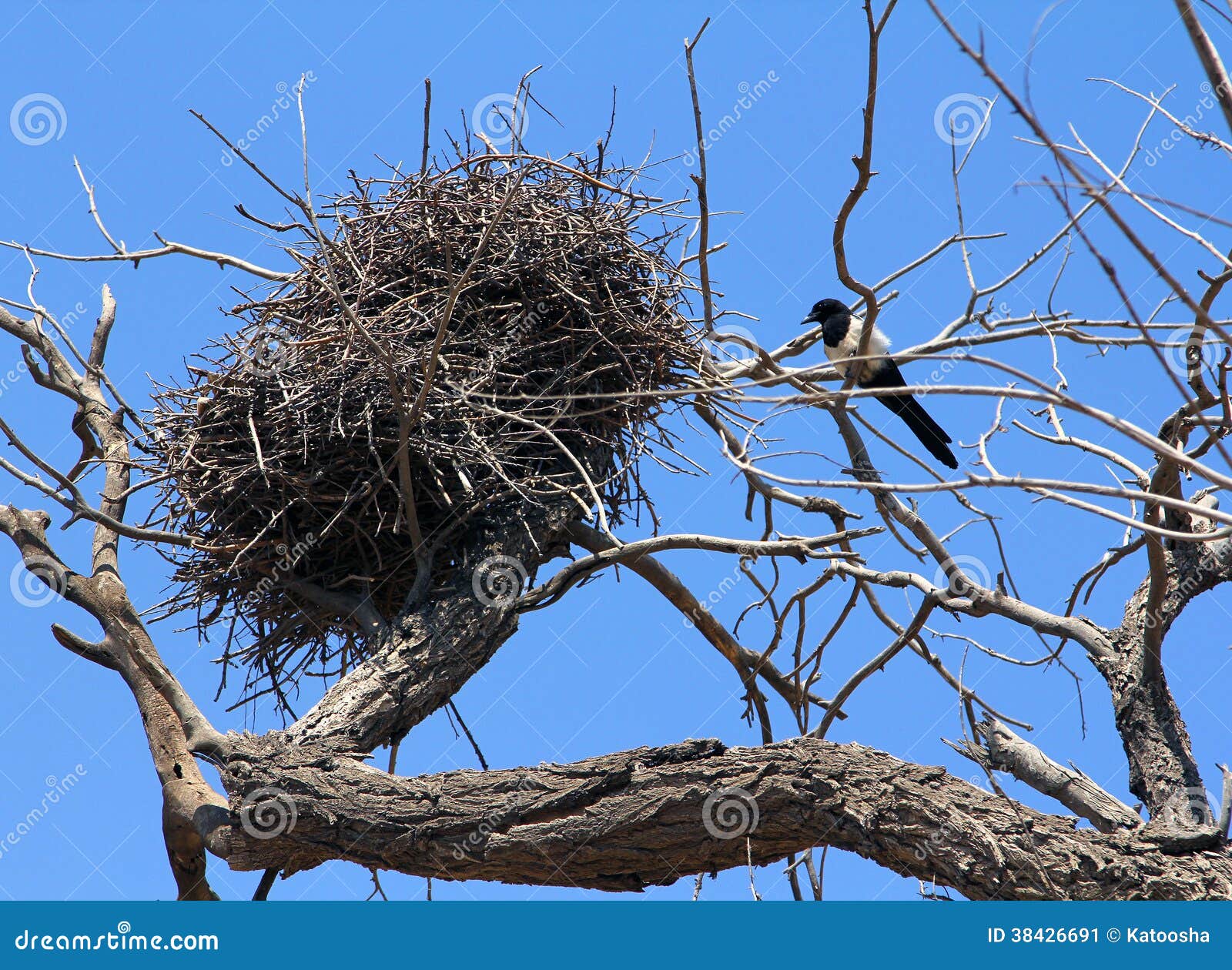 common magpie near nest
