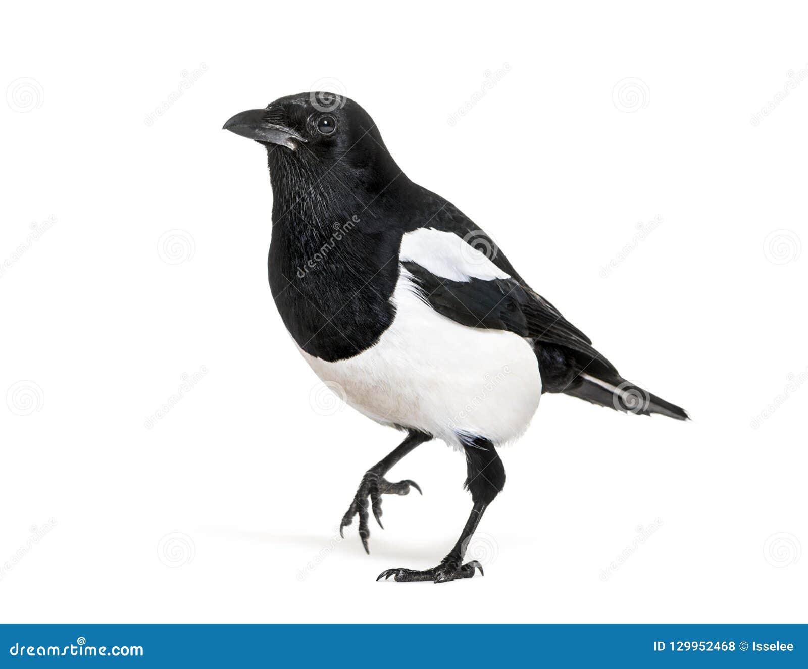 common magpie, pica pica, in front of white background