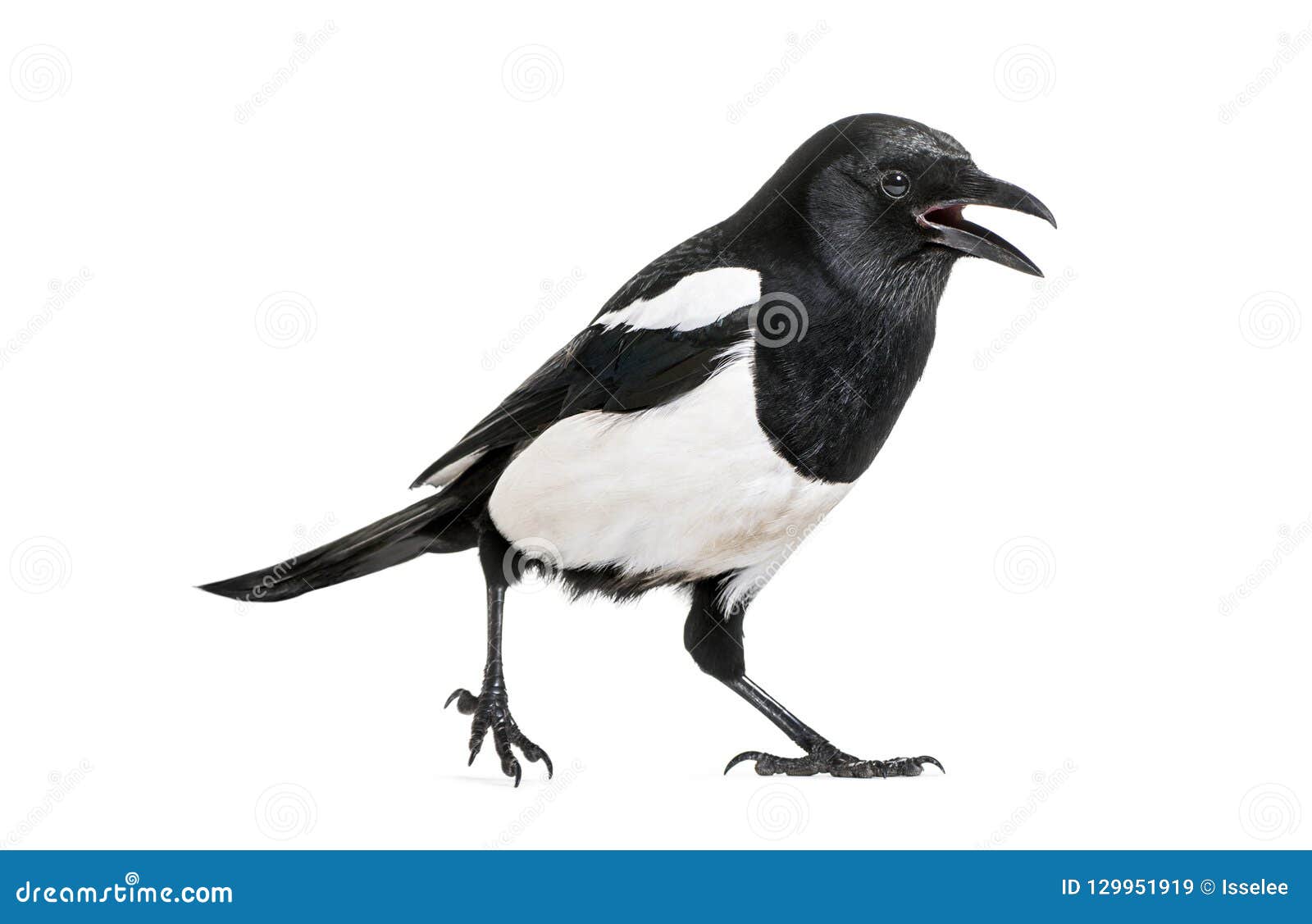 common magpie, pica pica, in front of white background