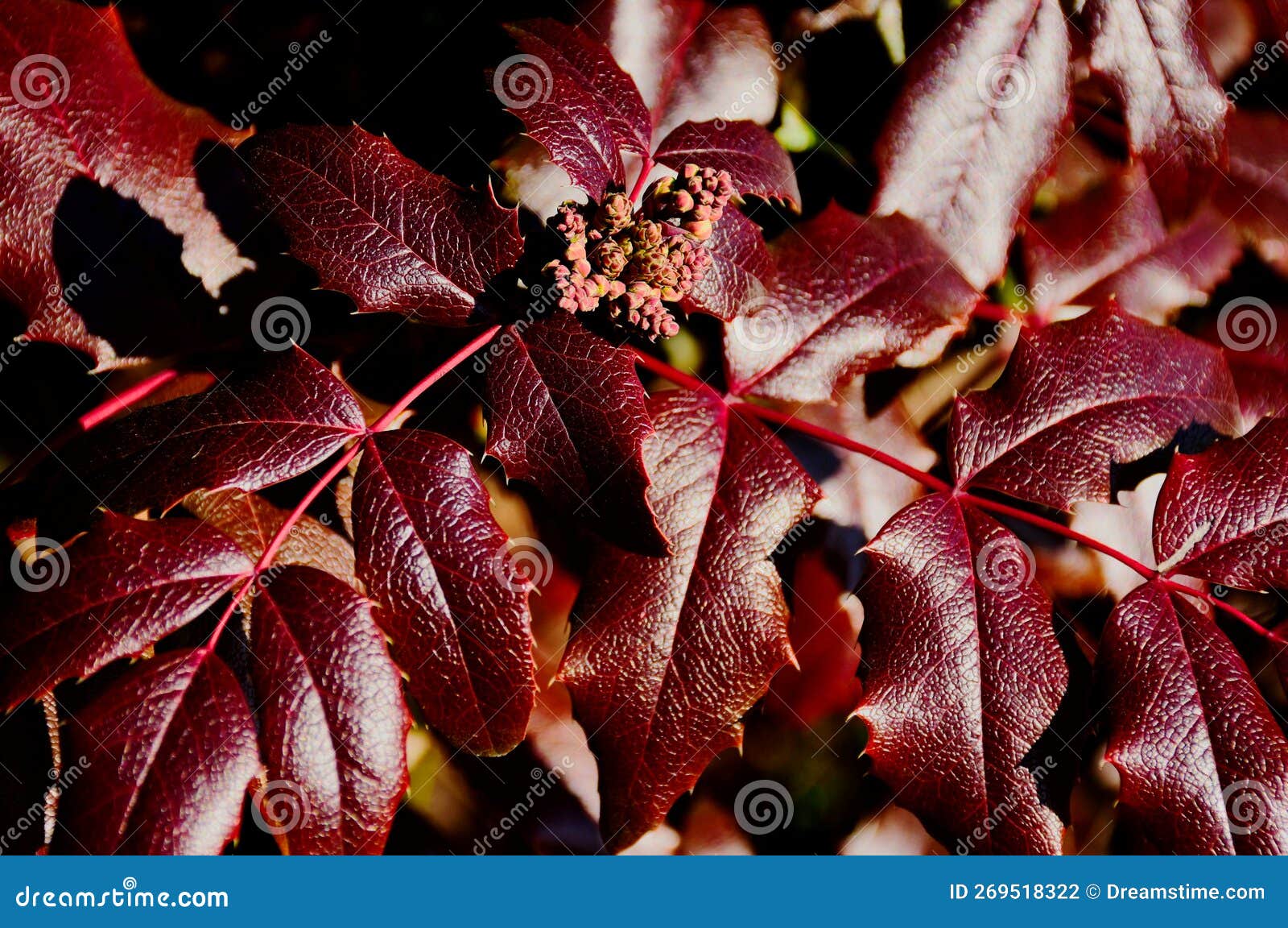 common mahonia or oregon grape shrub macro. deep red thorny waxi leaves