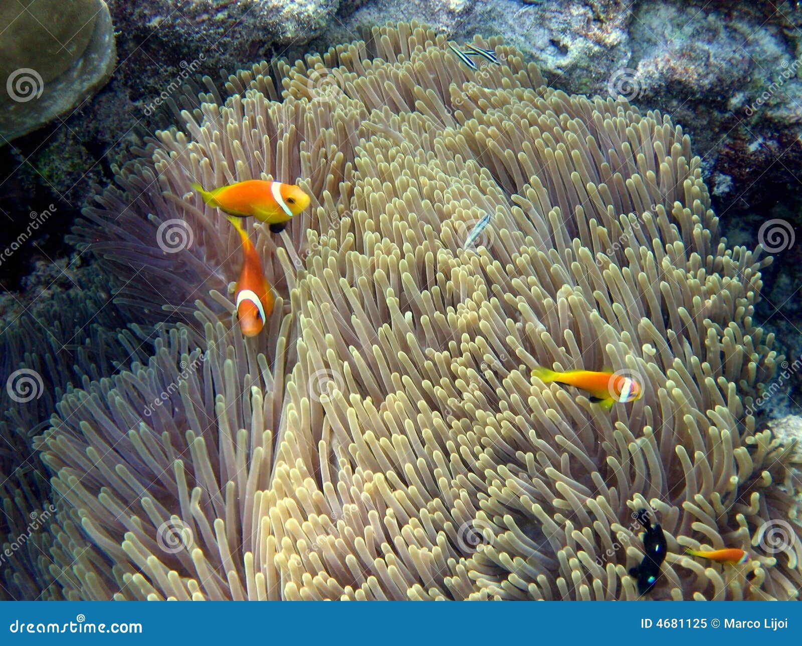 common maldive anemonefish