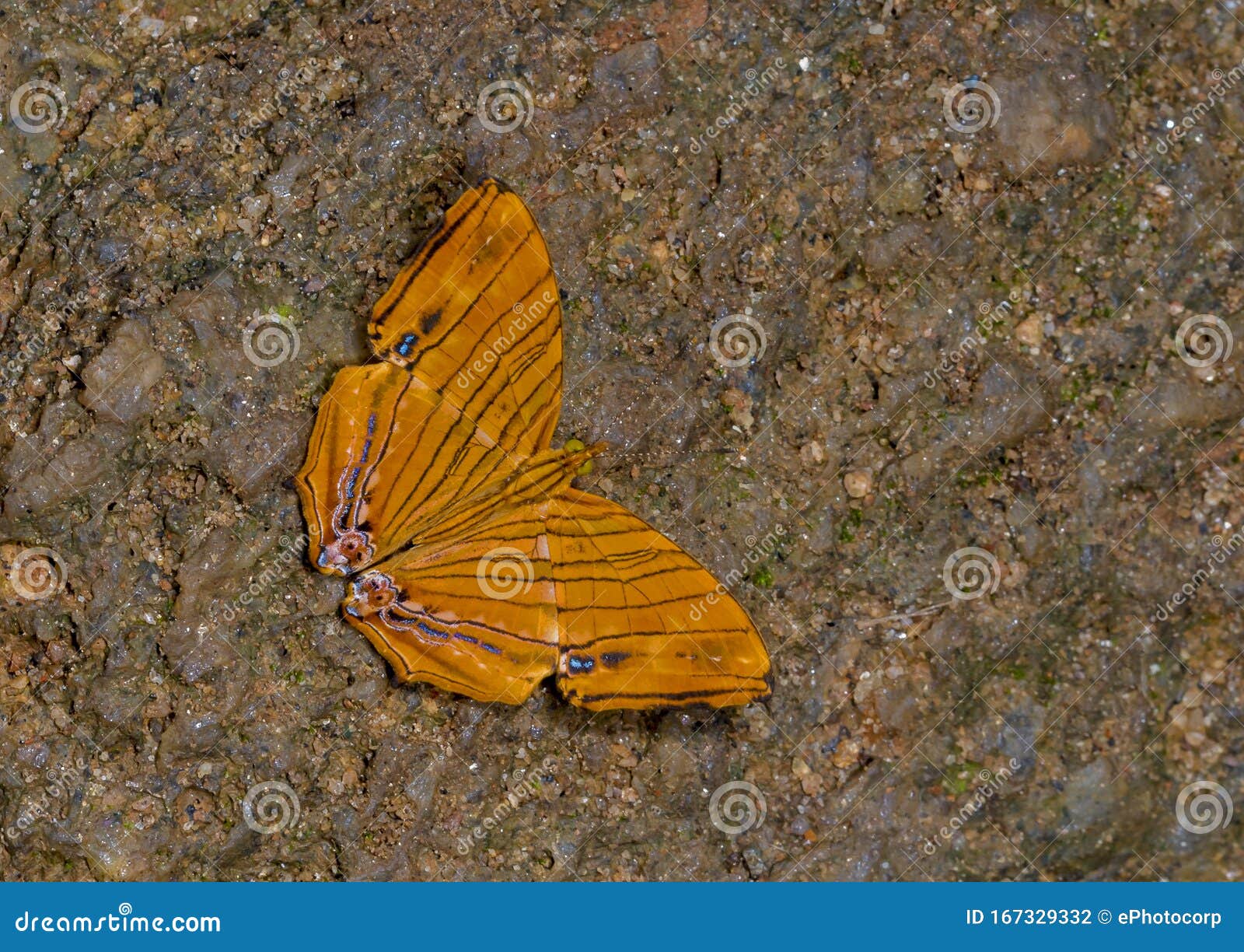 common maplet, chersonesia risa, butterfly, garo hills, meghalaya, india