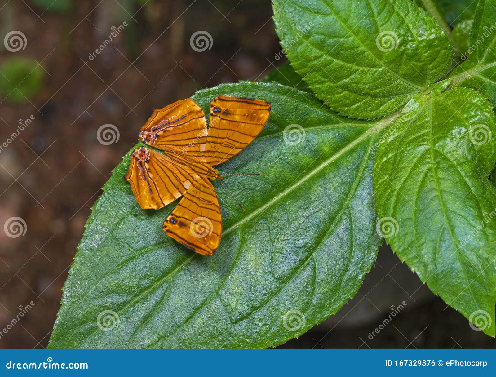 common maplet, chersonesia risa, butterfly, garo hills, meghalaya, india