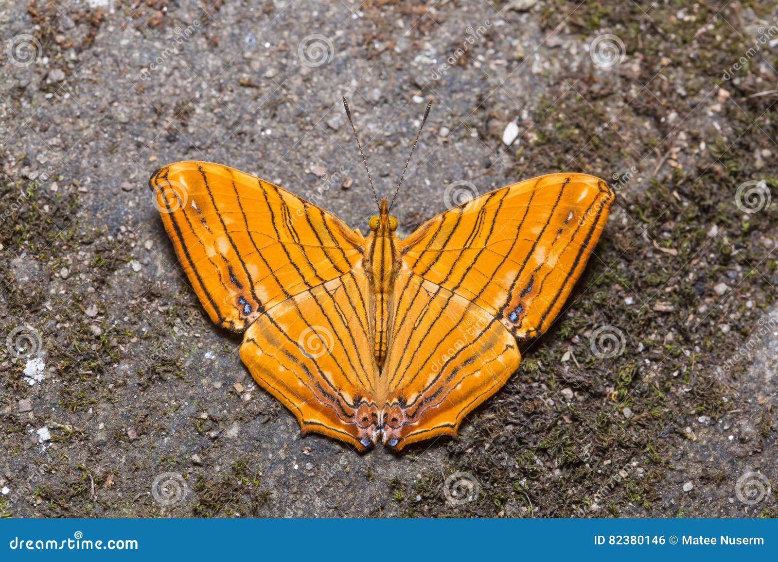 common maplet butterfly
