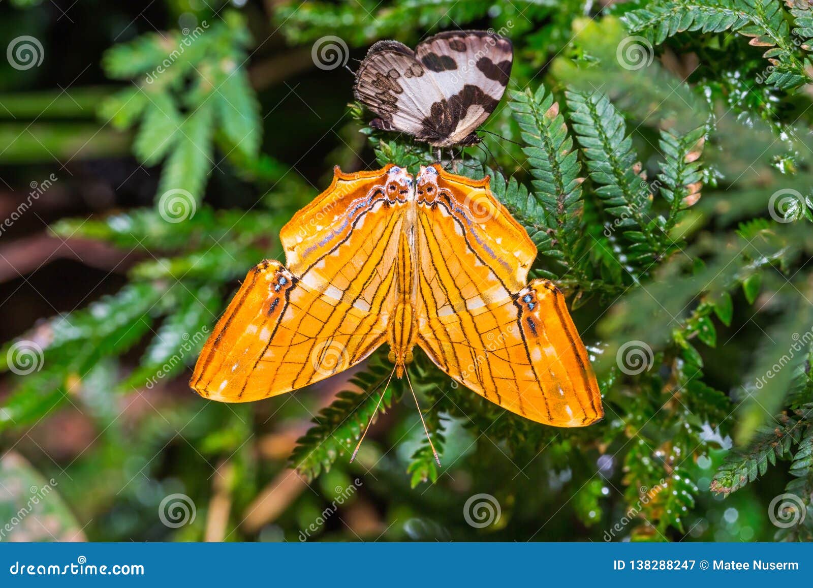 common maplet chersonesia risa butterfly