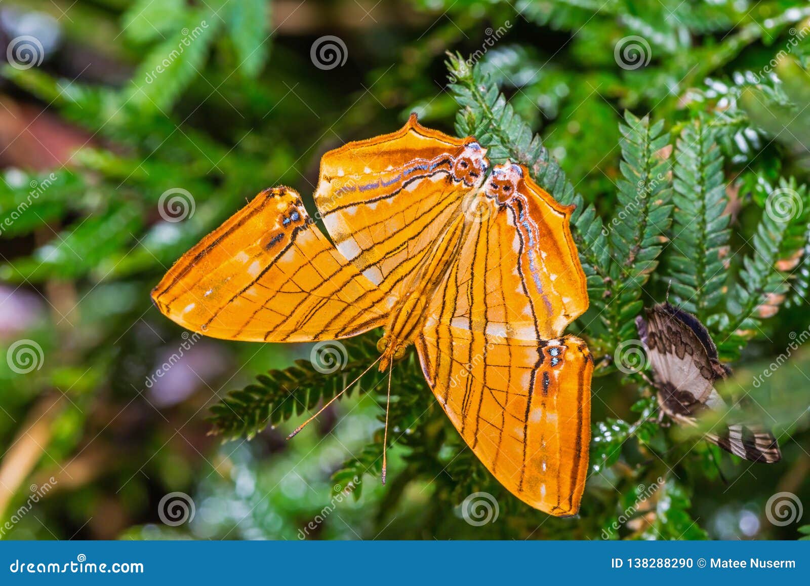 common maplet chersonesia risa butterfly