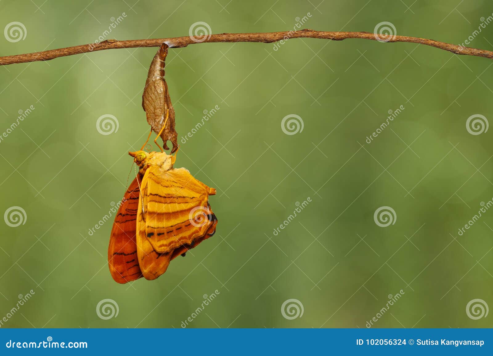 common maplet chersonesia risa butterfly hanging on twig