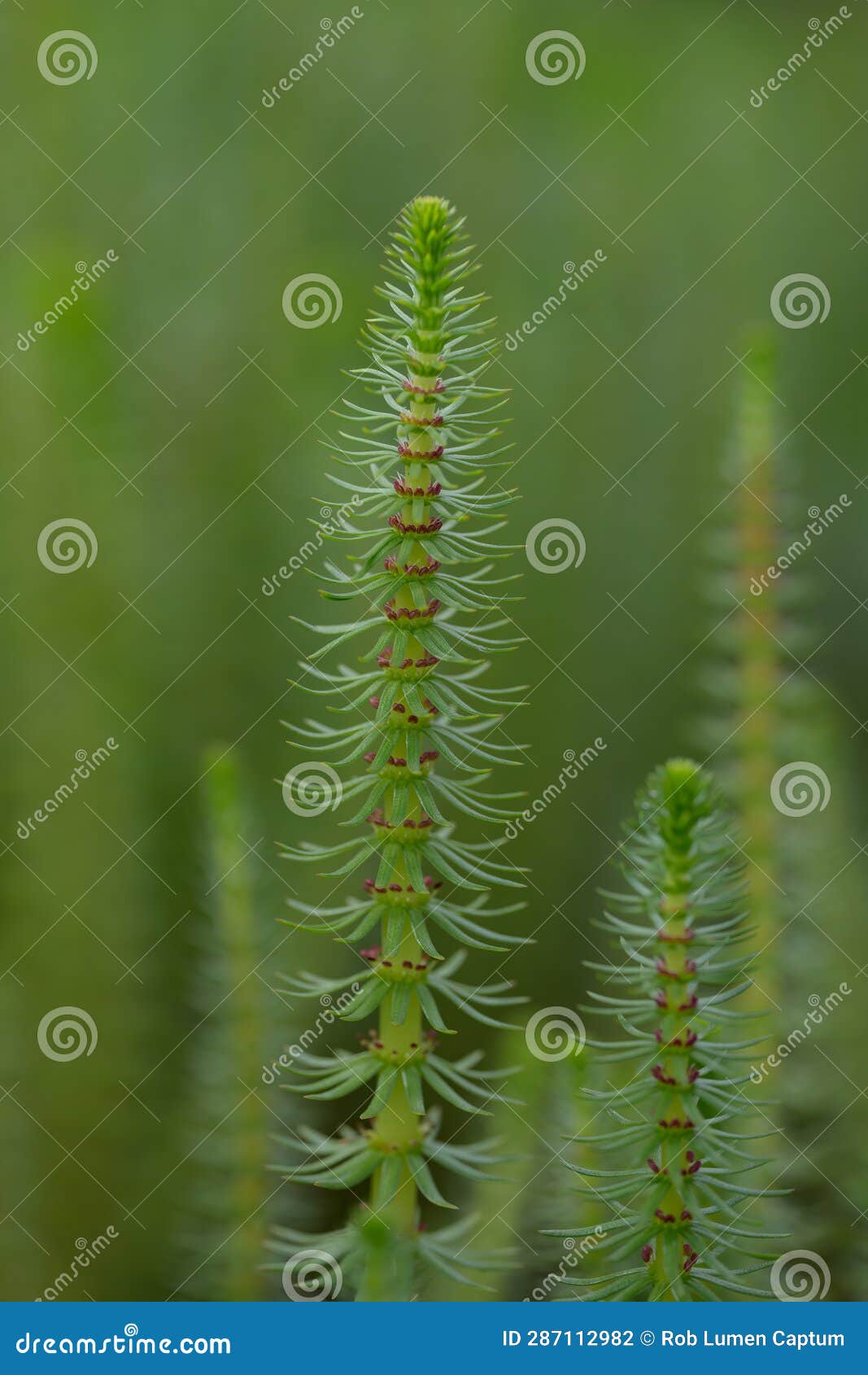 mareâs-tail hippuris vulgaris, flowering plant