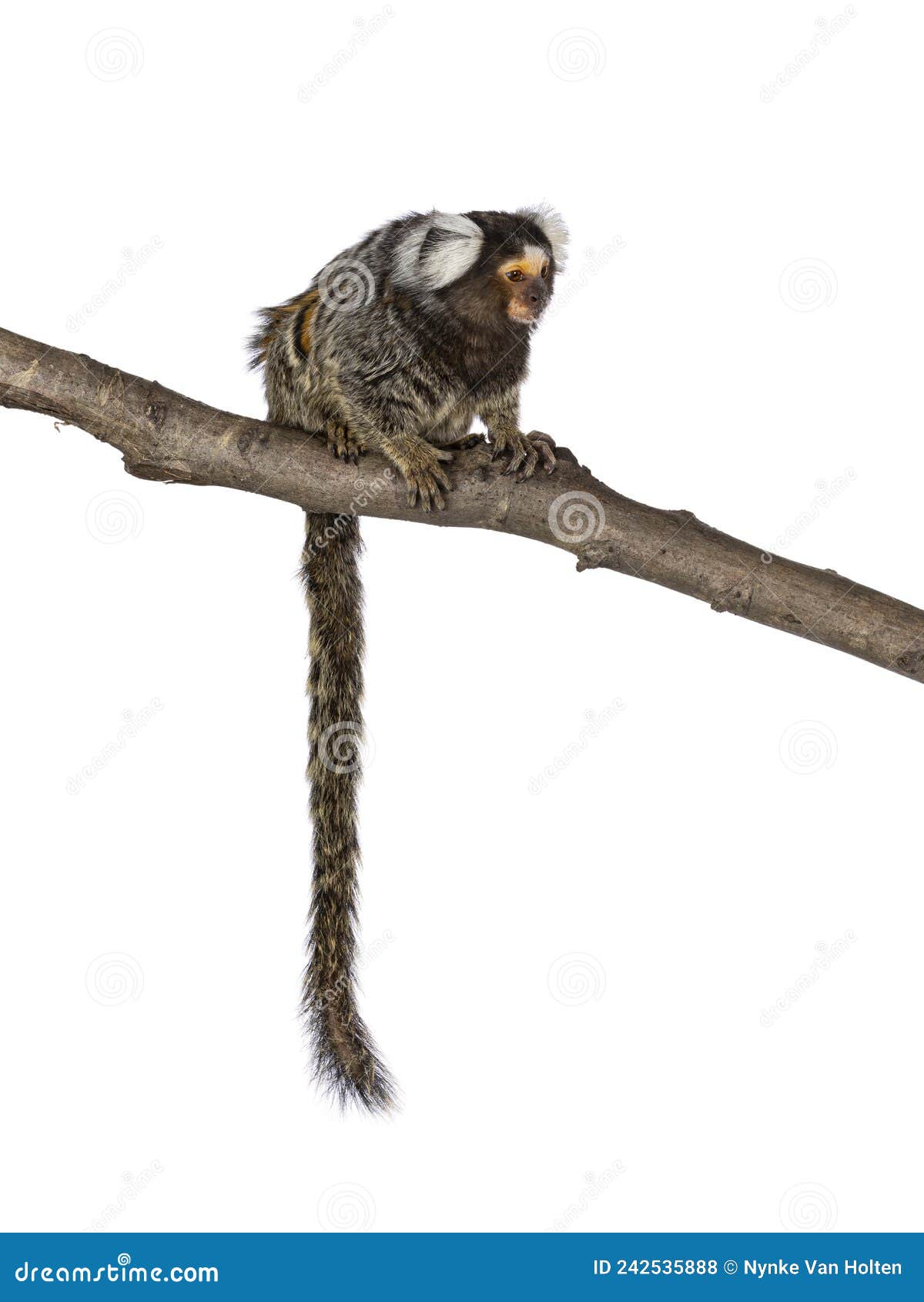 common marmoset monkey on white background