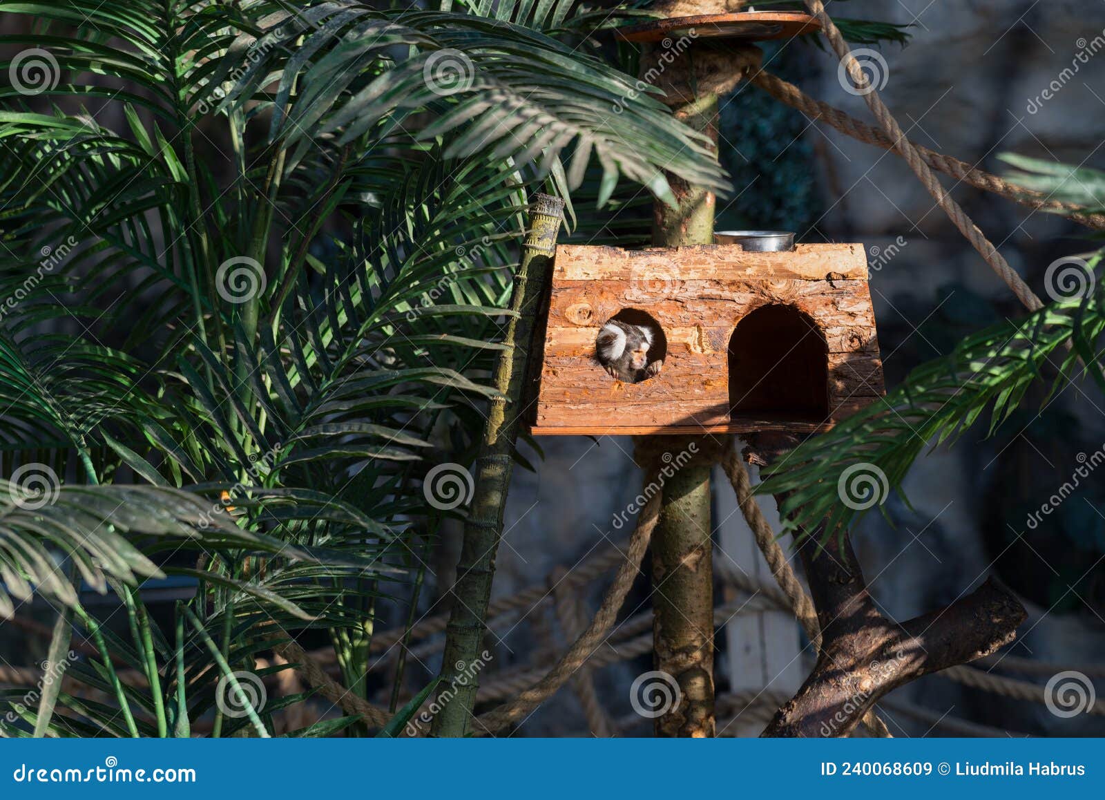 Common Marmoset a Small Primate Stock Image - Image of monkey, primate 