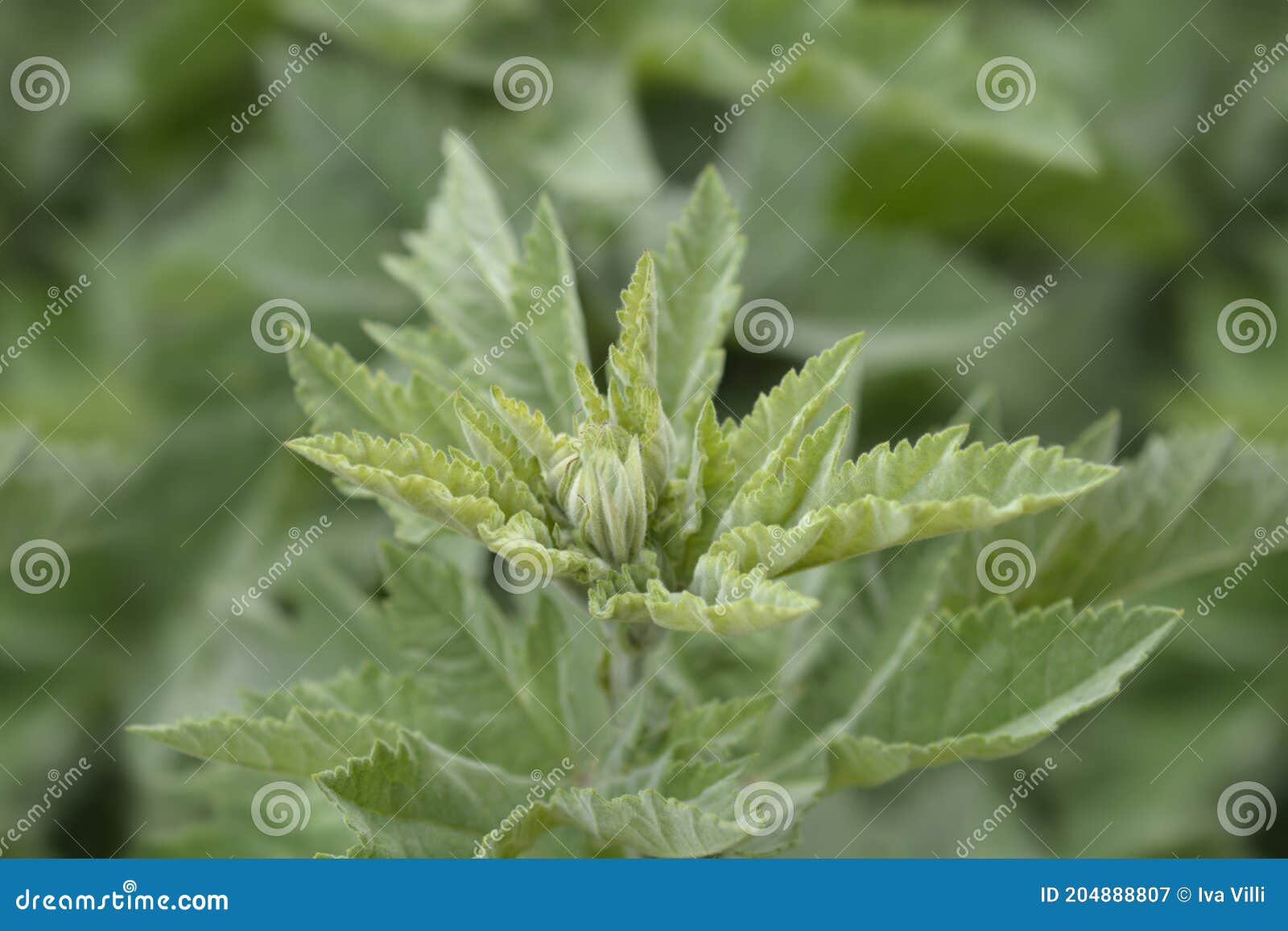 Common marsh mallow stock image. Image of marshmallow 204888807