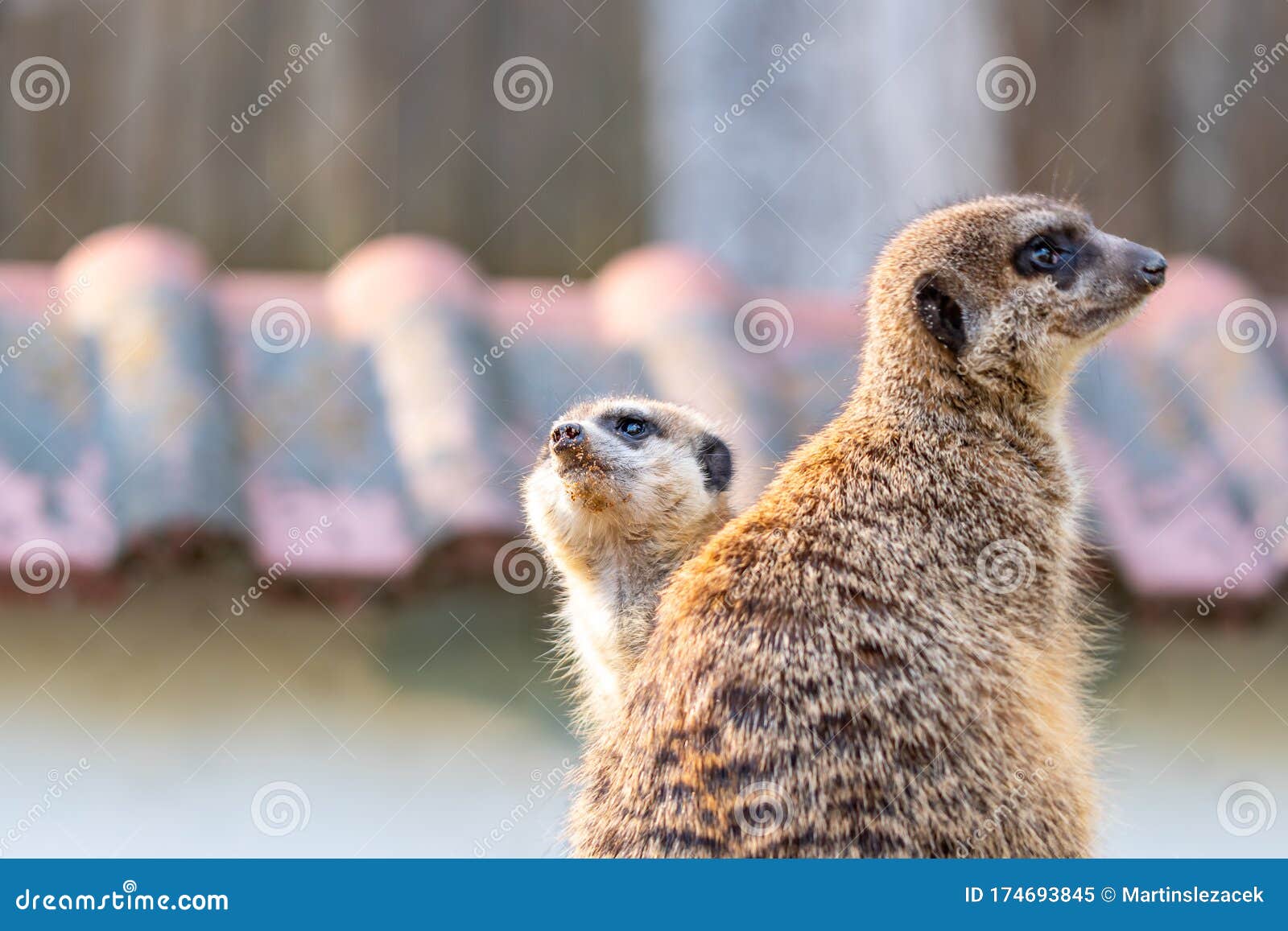 Common Meerkat Suricata Suricatta Is Guarding On The Lookout Tower Watchful Animal Is Standing On Wooden Trunk Detail Of Cute Stock Image Image Of Look Portrait