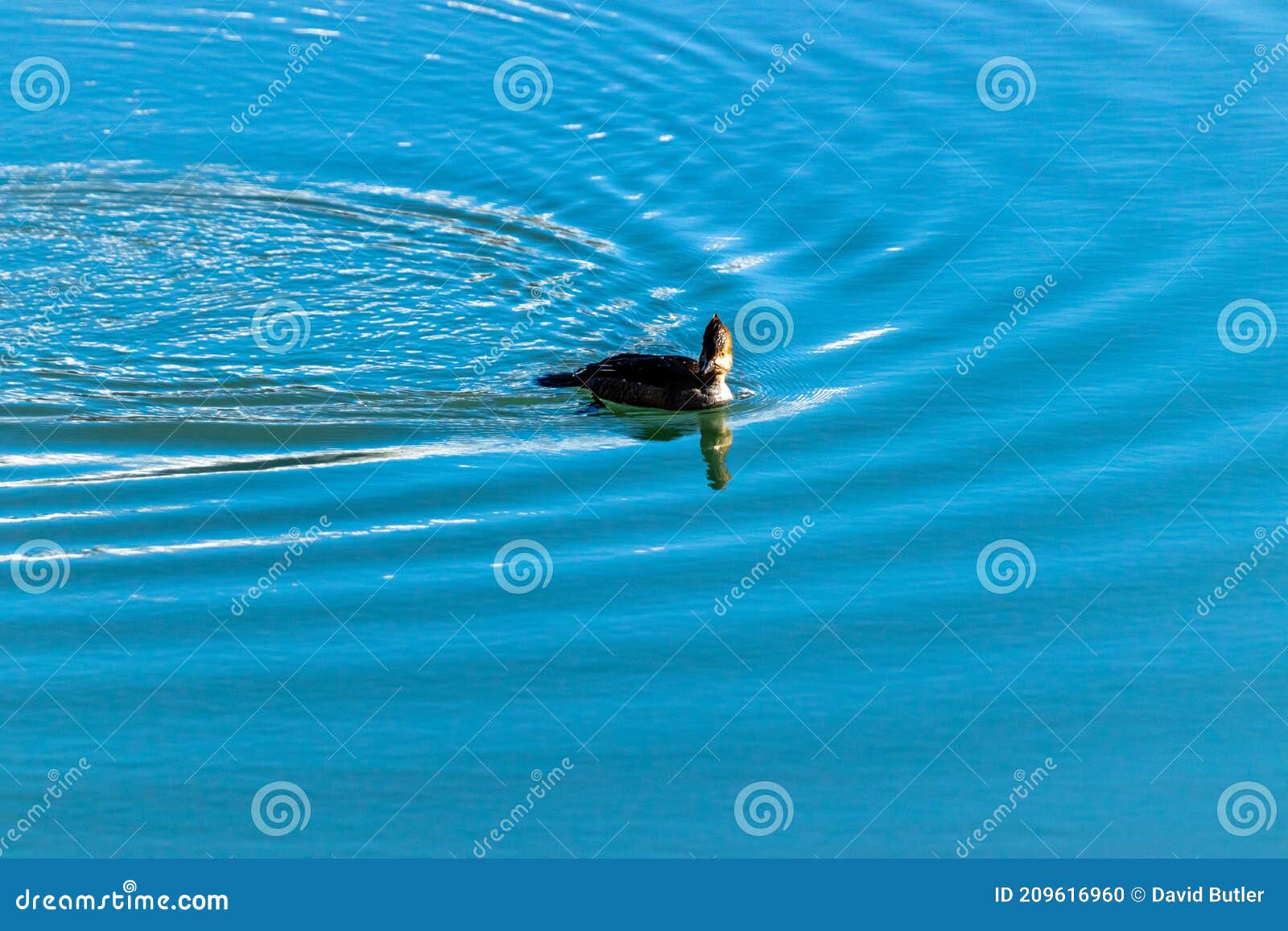 common merganzer frolics in the water on vermillion lakes. banff national park, alberta, canada